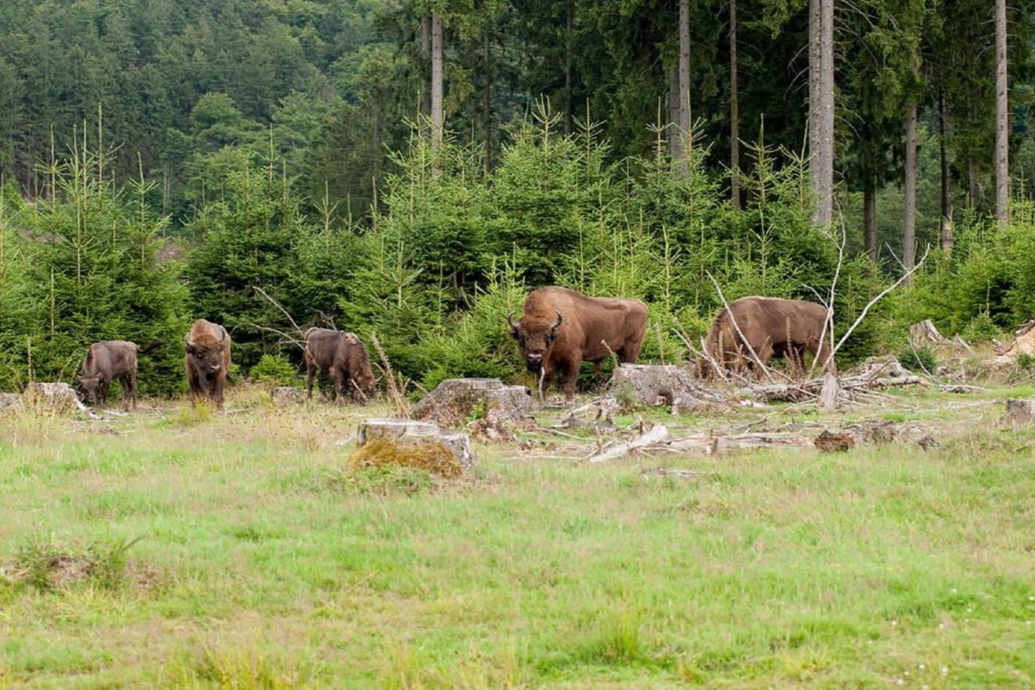 Weidenhäuser Mühle-Gebieden zomer 20km