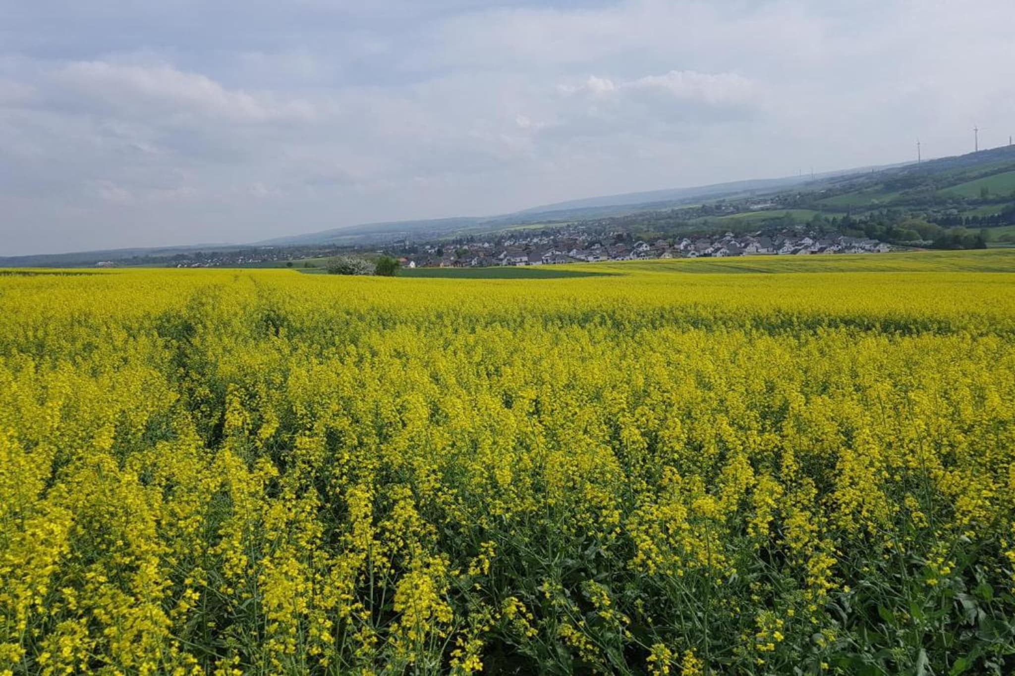Suite im Taunus-Gebieden zomer 20km