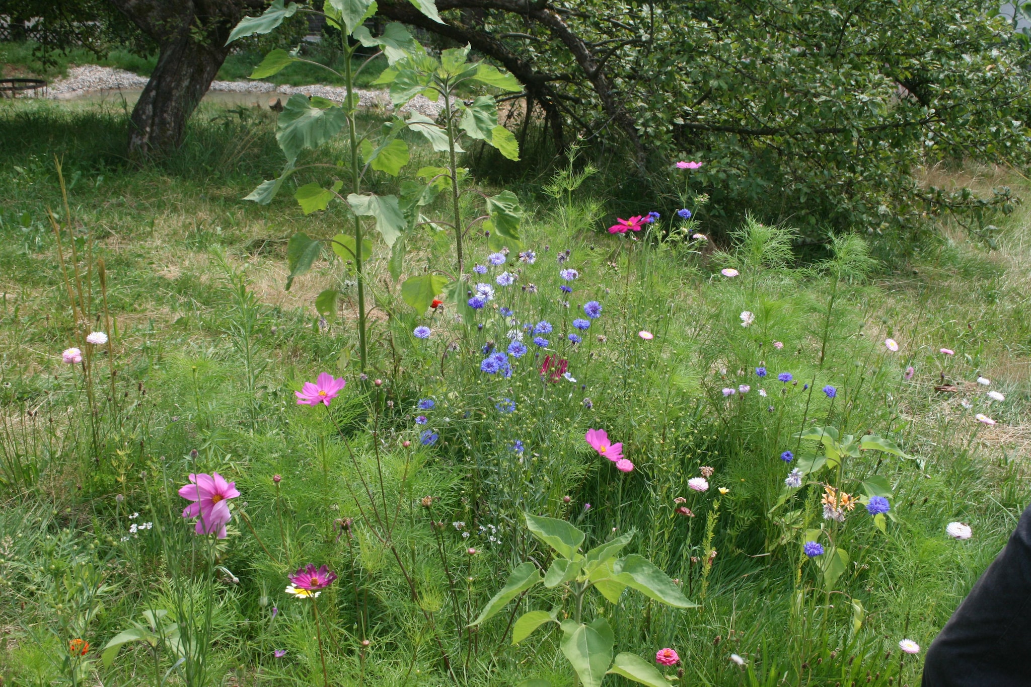 Garden Summer