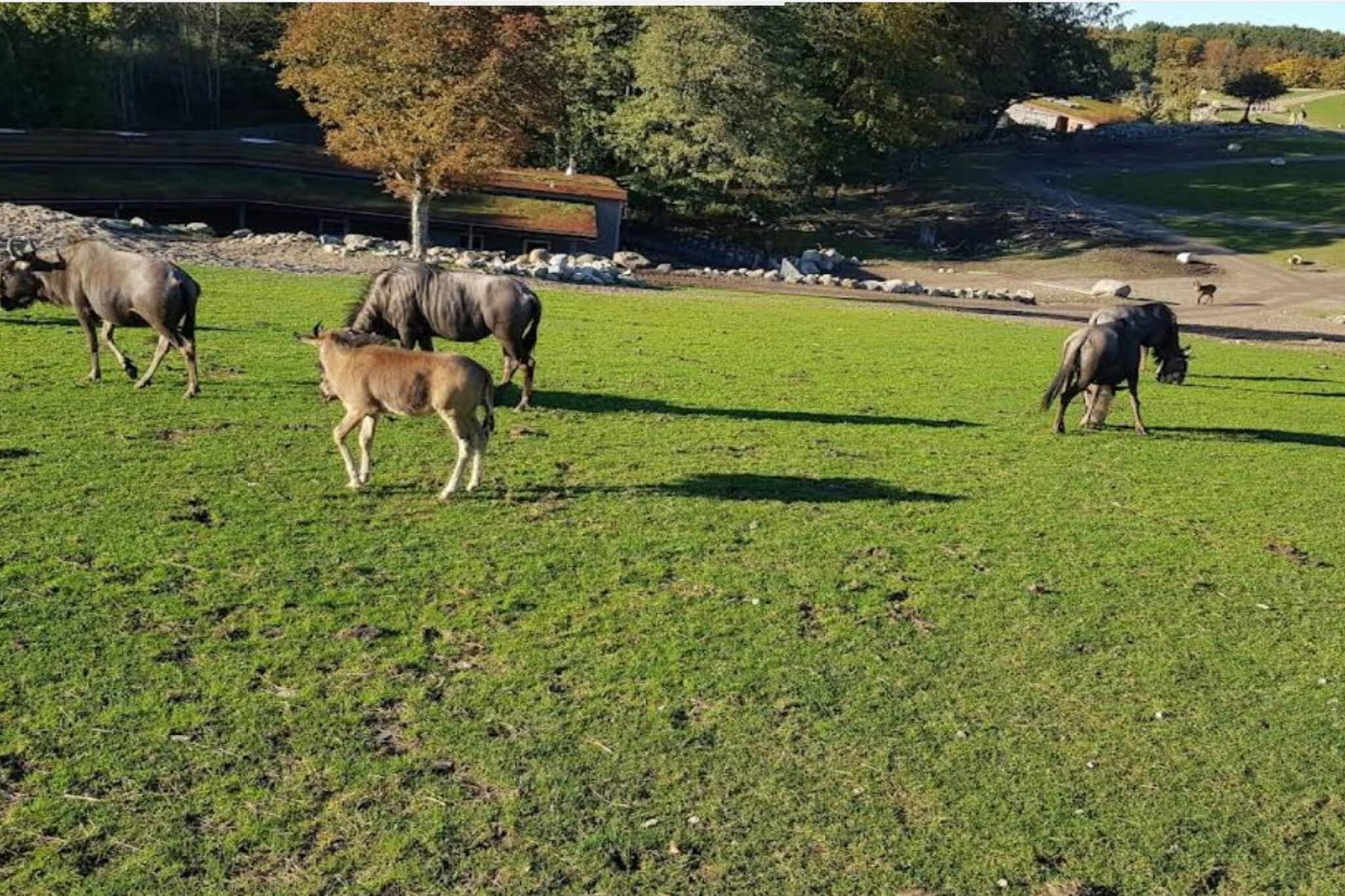 Annex: (washing machine)\n\nKitchen(cooker(2 ring stoves), coffee machine, oven, dishwasher, fridge, freezer(140-199L)), Living/bed room(TV(danish TV channels (DR1 and TV2))), bedroom(double bed), bedroom(double bed), bedroom(single bed), bedroom(double bed), bathroom(washbasin, shower, toilet), heating(electric), terrace, garden furniture, sun loungers, swimming pool(outside)