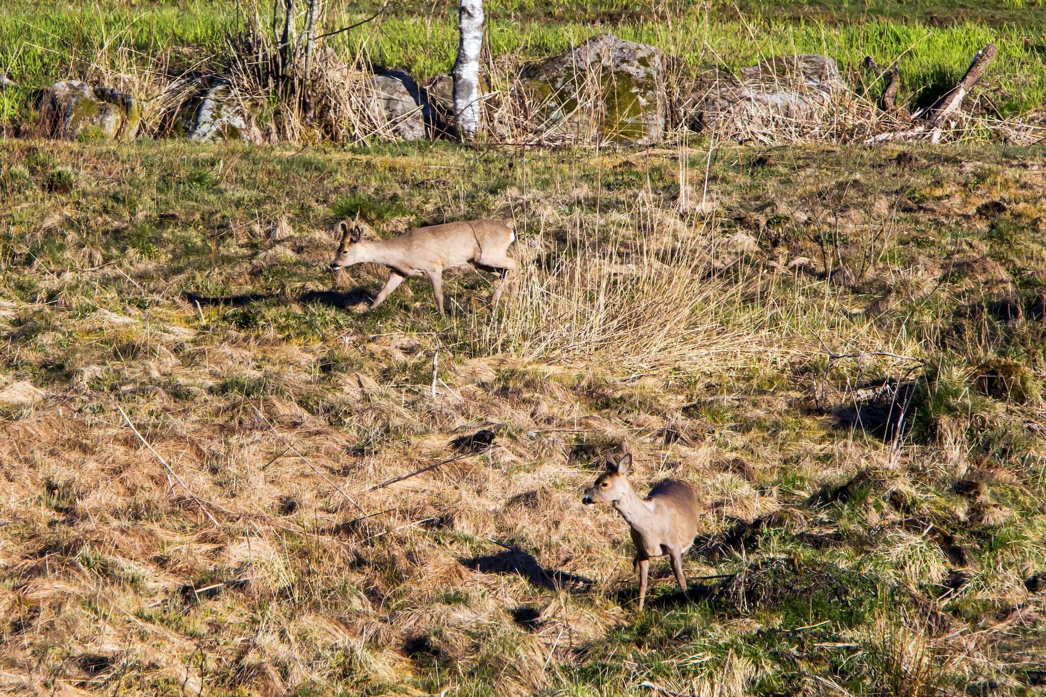 7 person holiday home in lyngdal