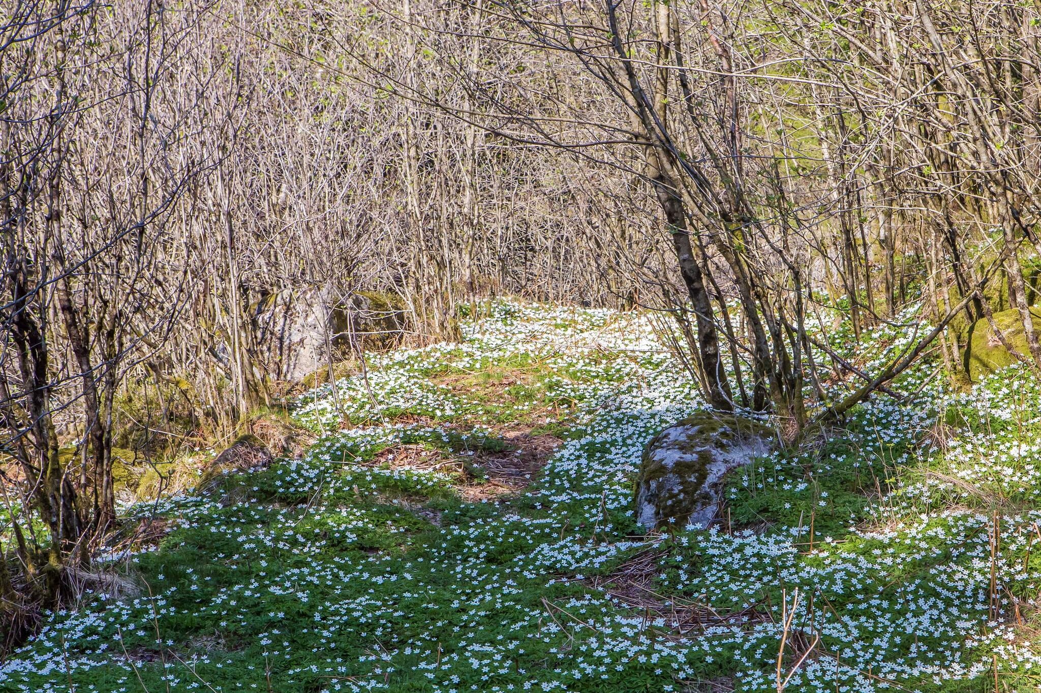 7 person holiday home in lyngdal