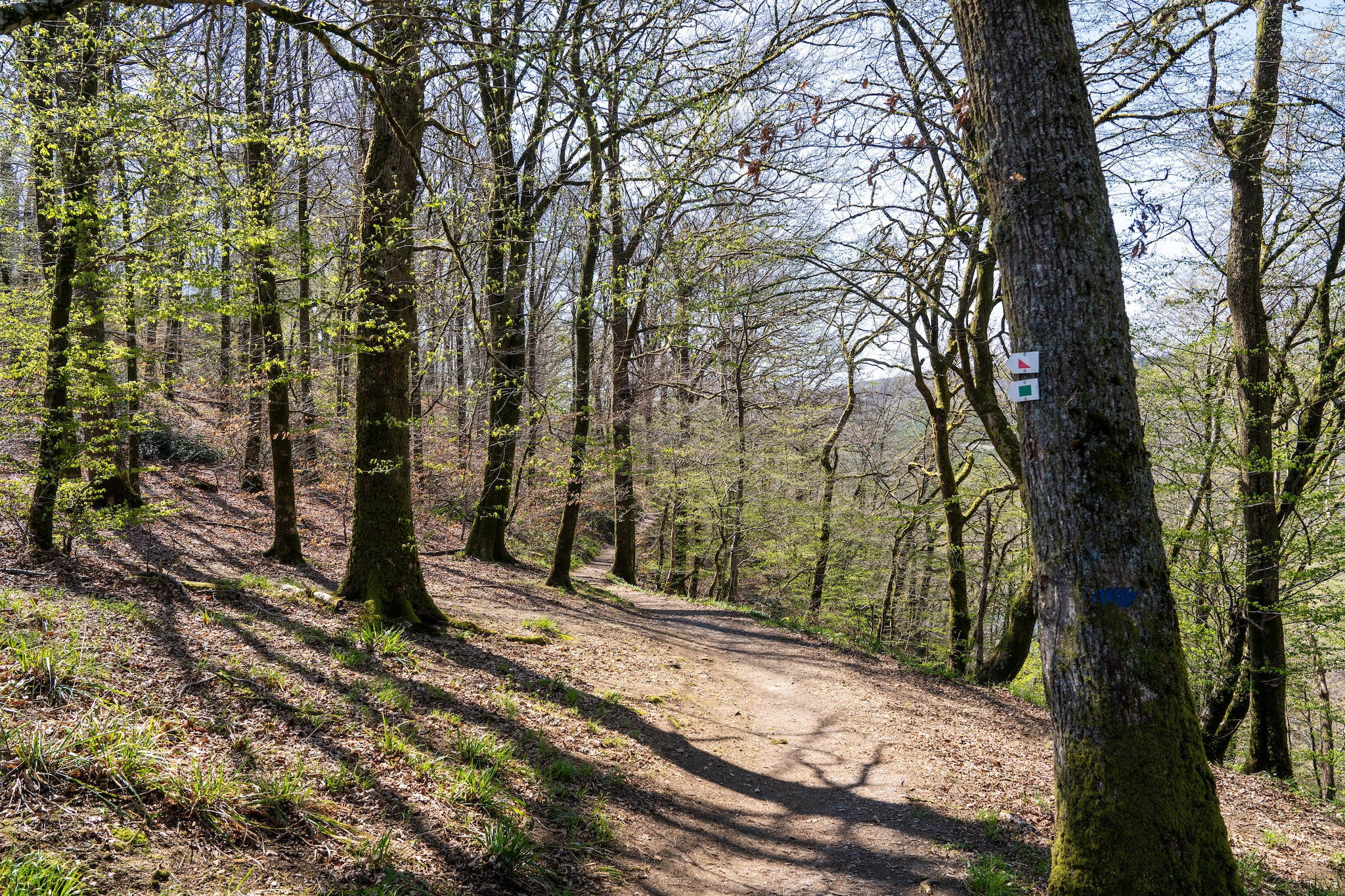 Le Castelain-Areas summer 5km