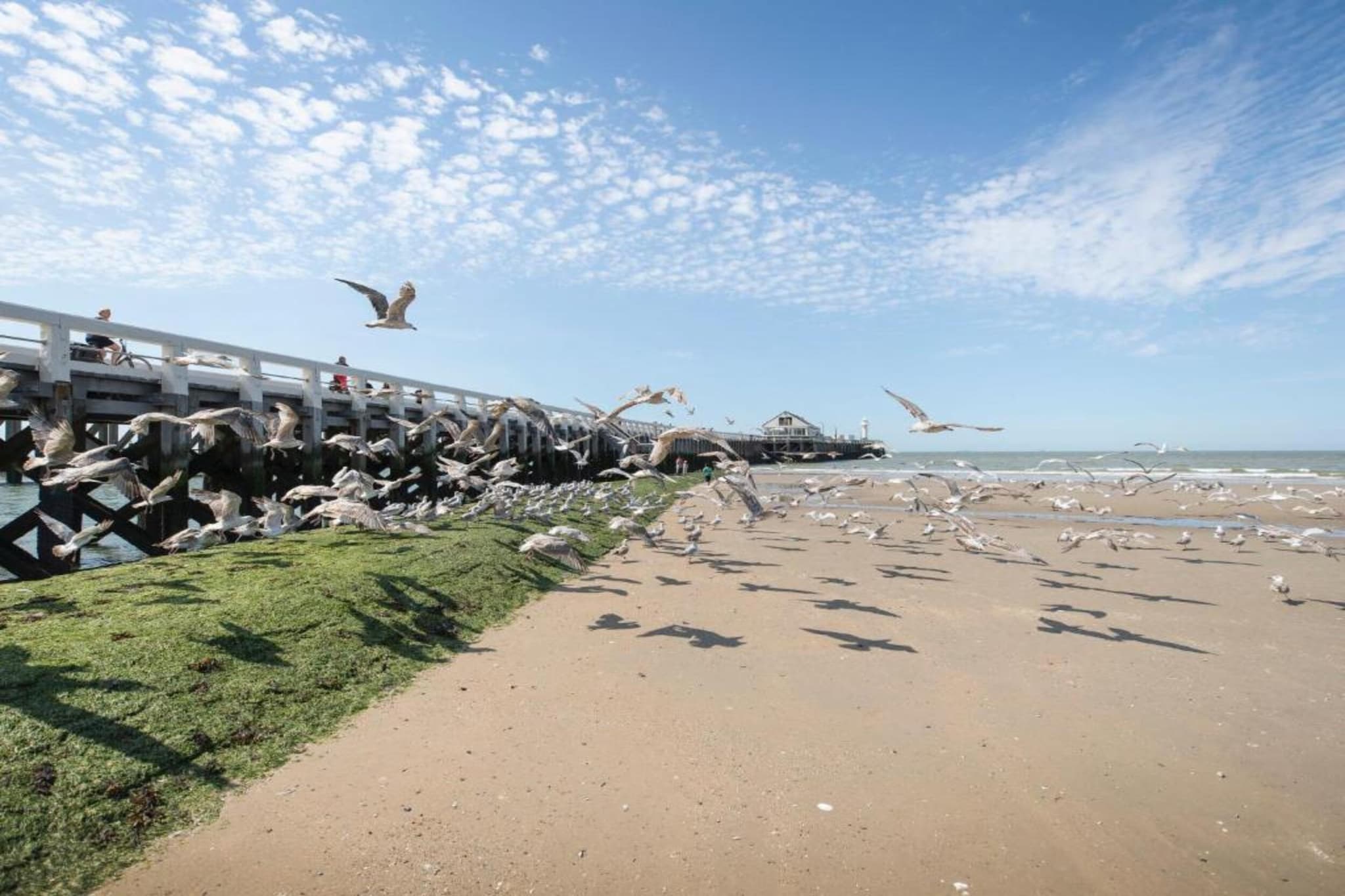 SEASIGHT - 52-Gebieden zomer 1km