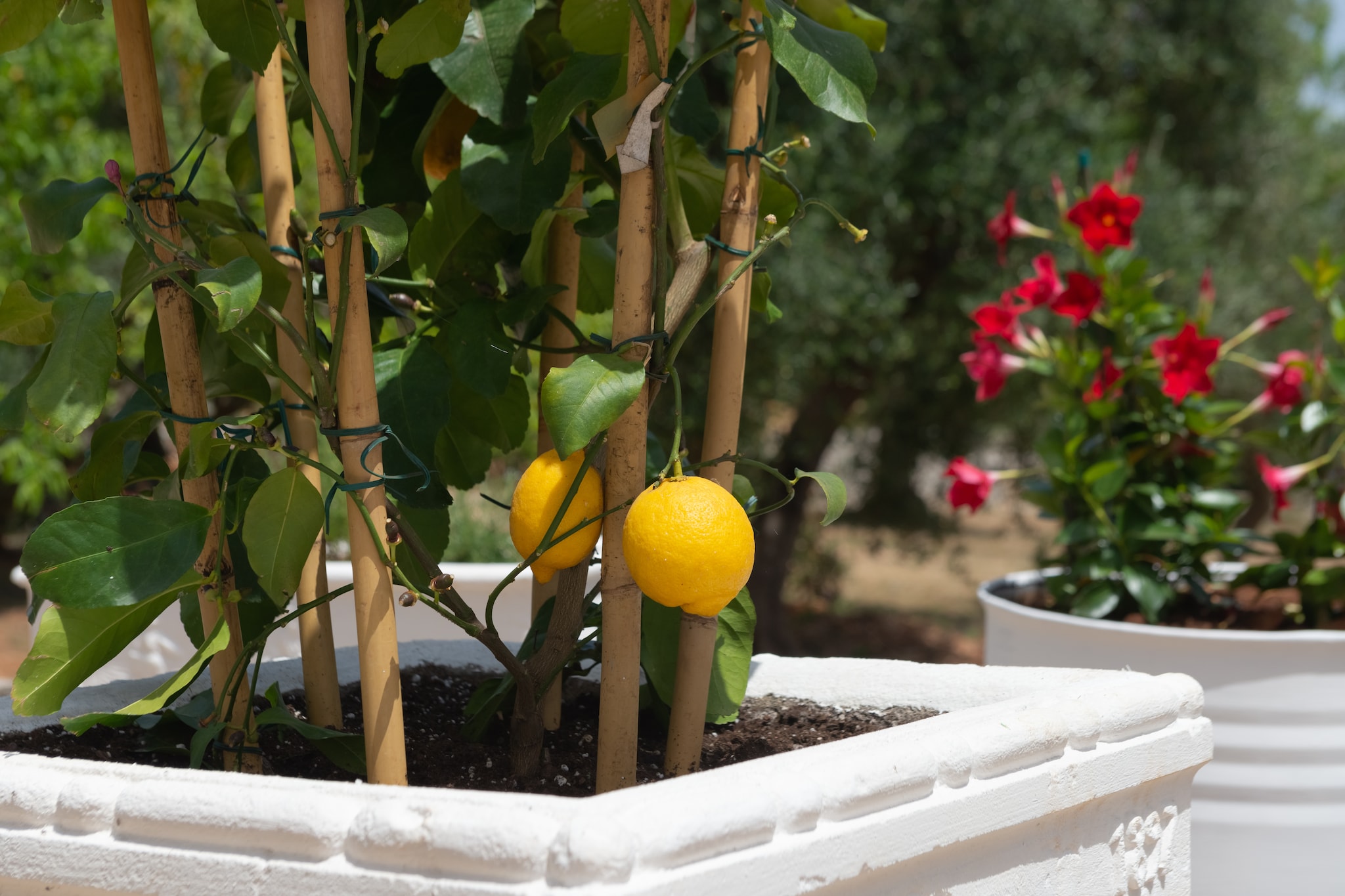 Lamia Papo in Ostuni-Gardens summer