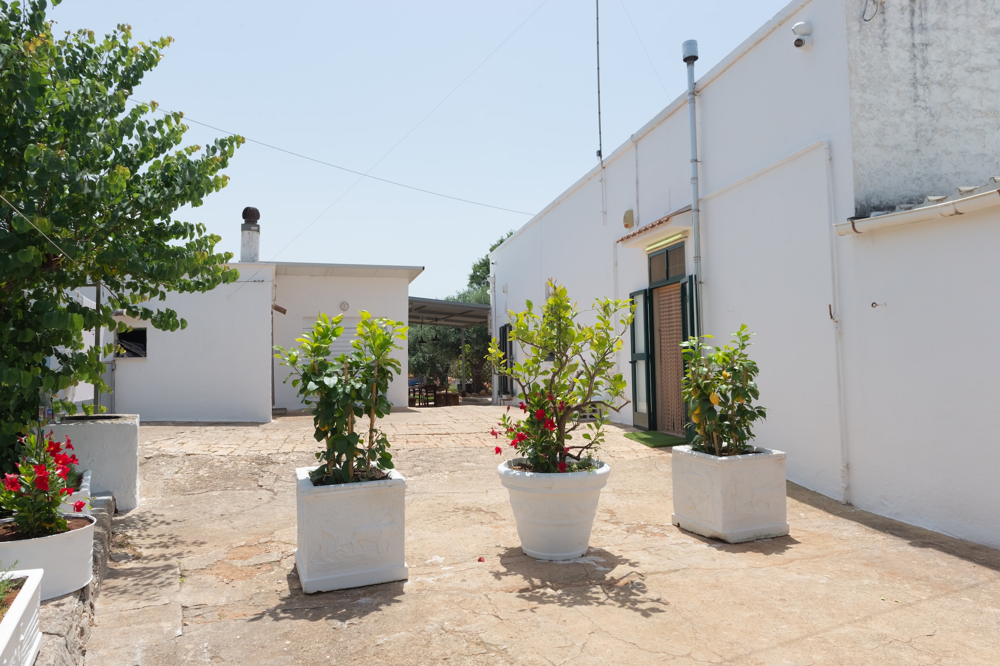Lamia Papo in Ostuni-Gardens summer