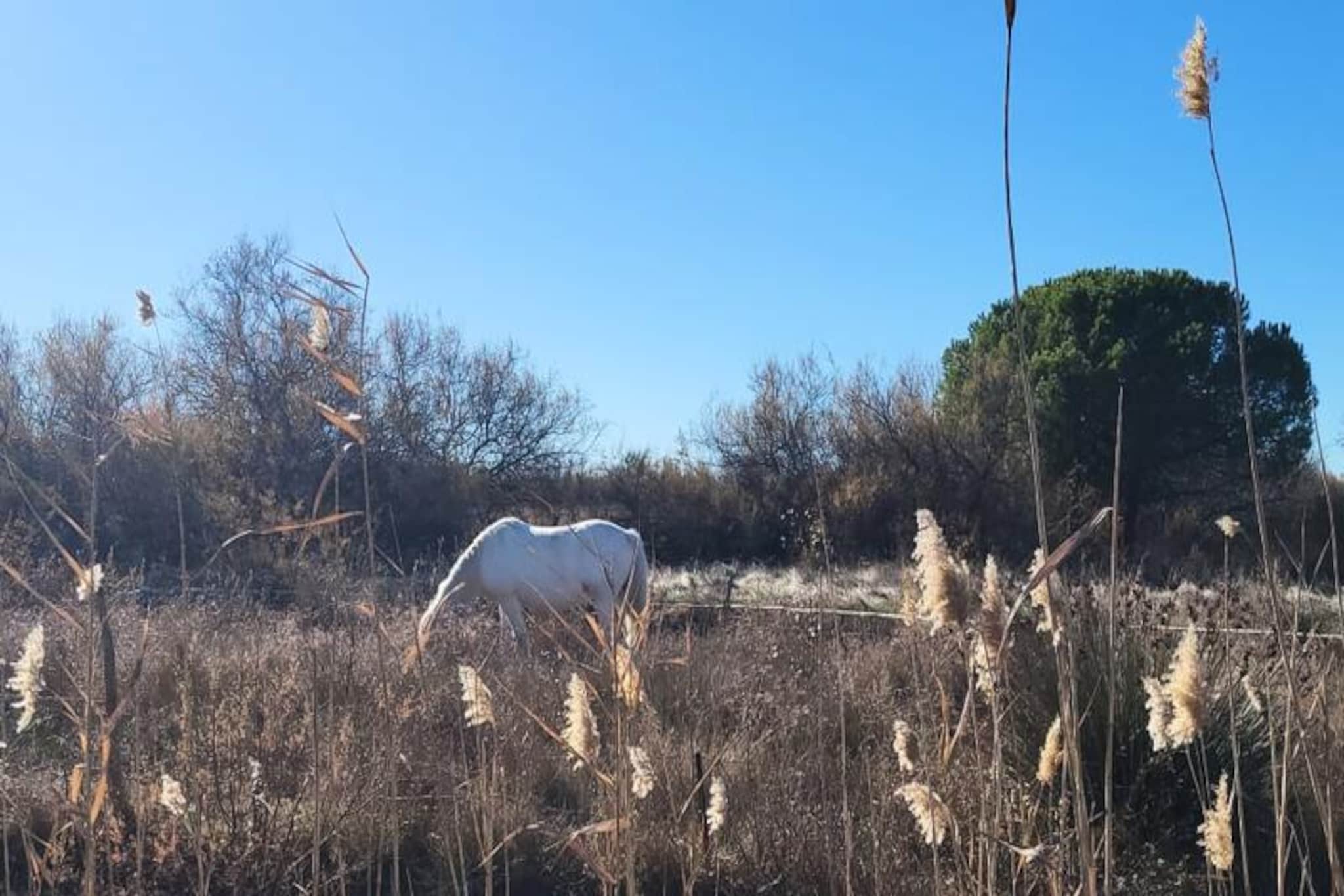 Résidence Marina Lairan Vue Sur L'eau Et Les Bateaux De Port Camargue 2 étoiles F-Image-tags.