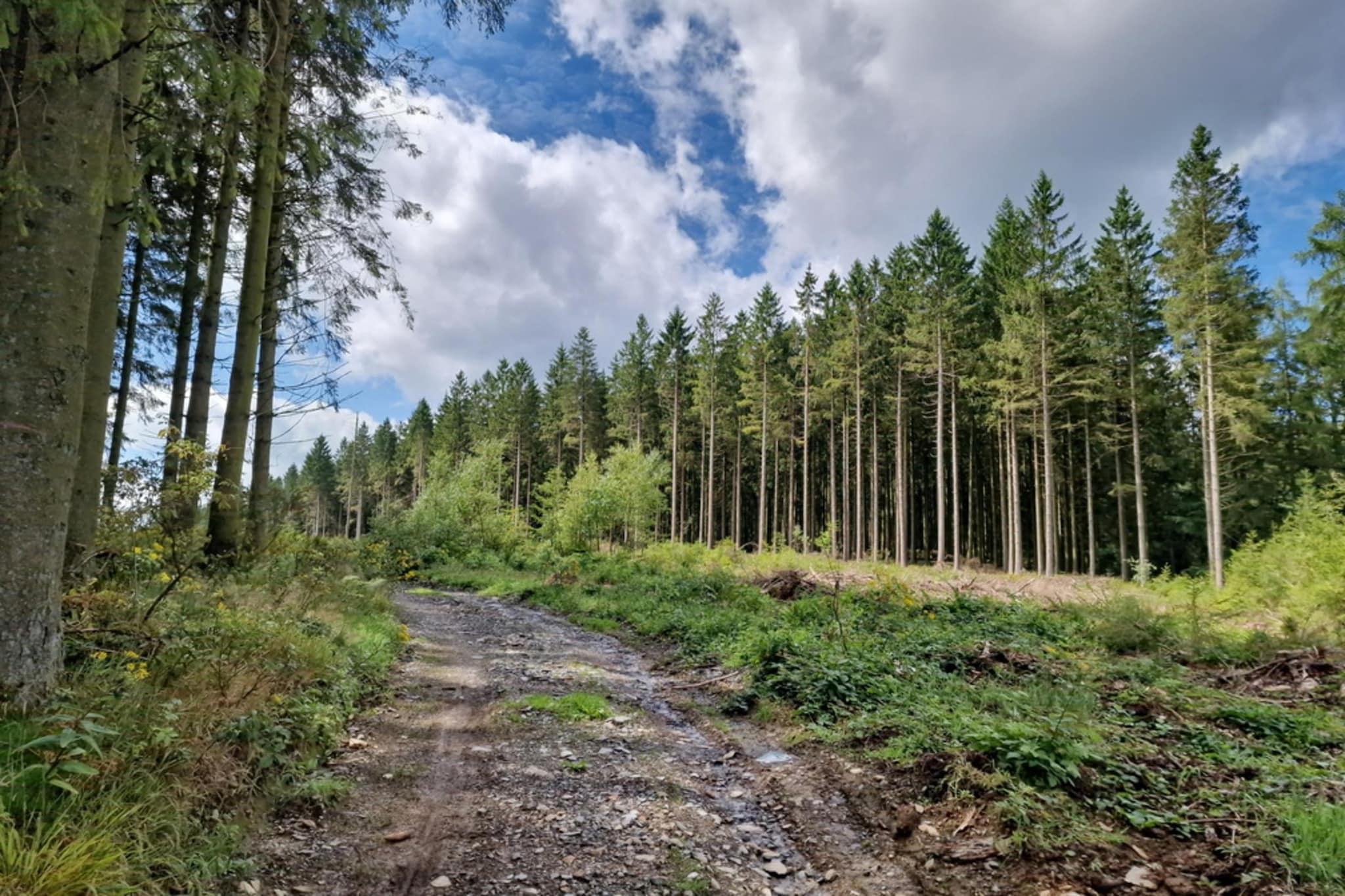 Comet 27 Lodges-Gebieden zomer 5km