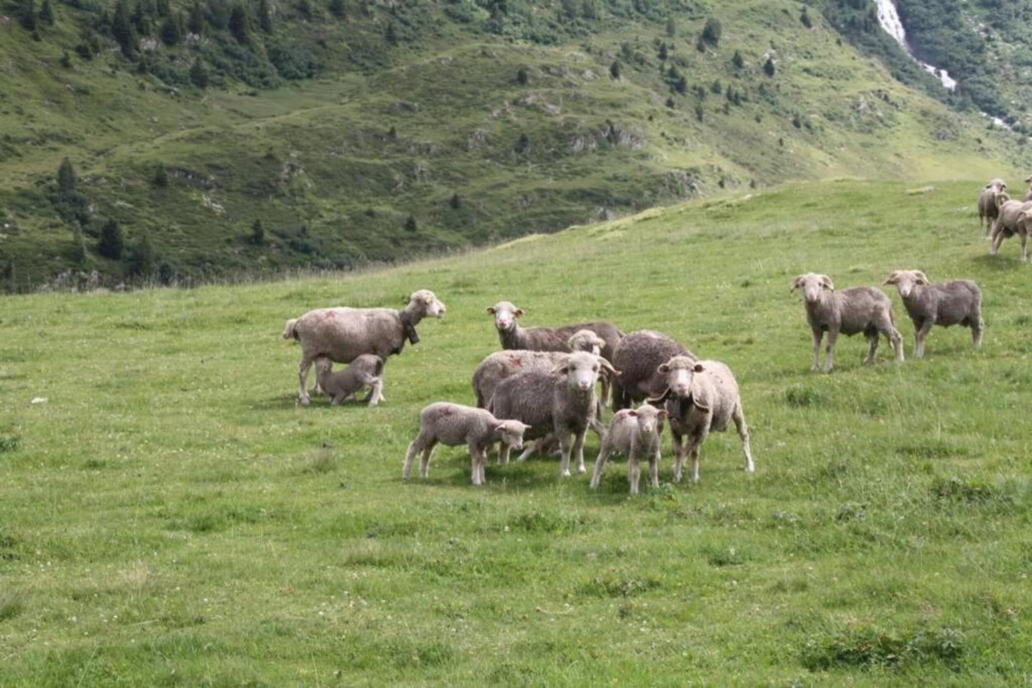 Les Marmottes N°38 - 2P4-Gebieden zomer 20km