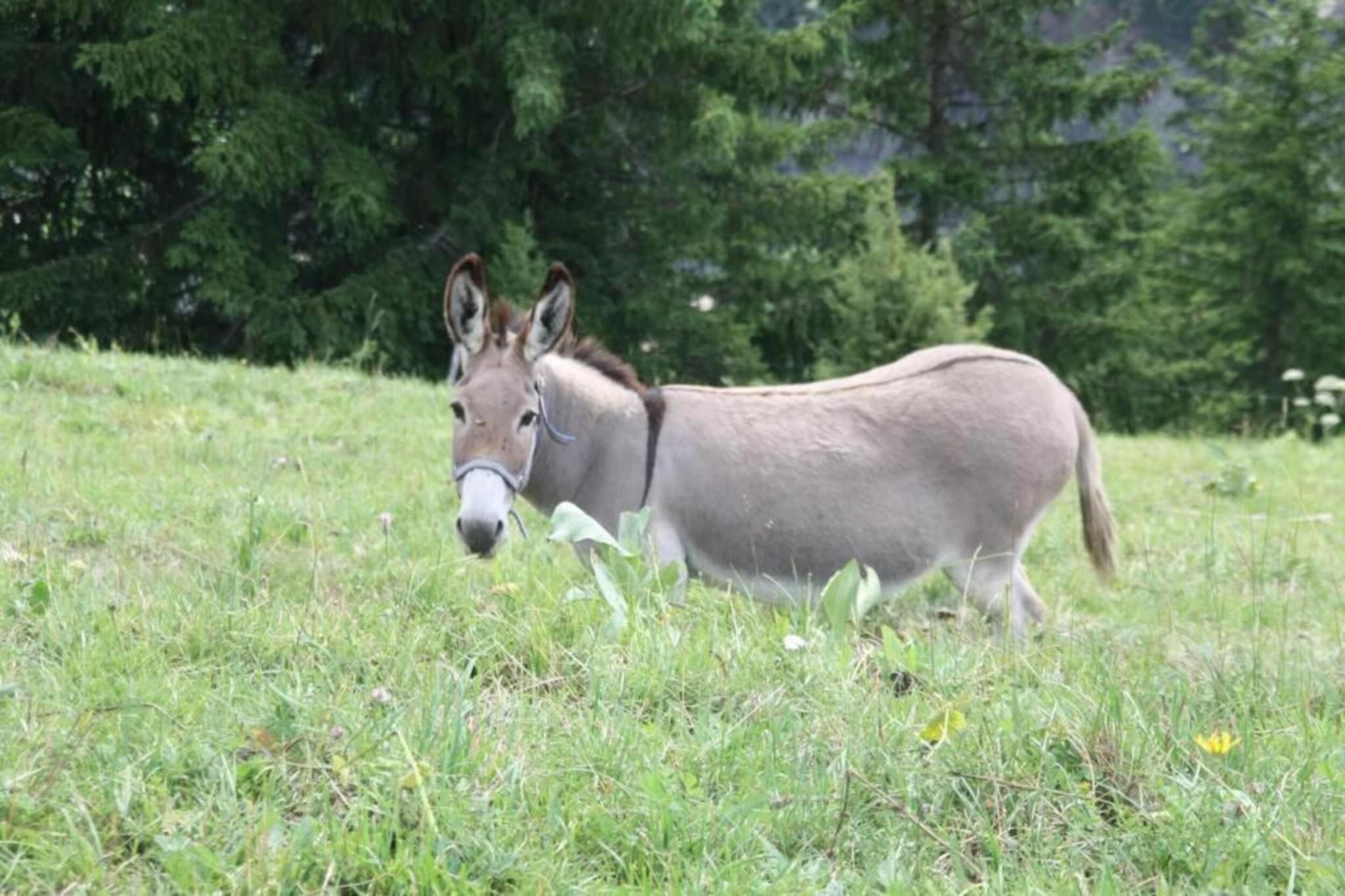 Les Huskies N°44 - 3P4-Gebieden zomer 20km