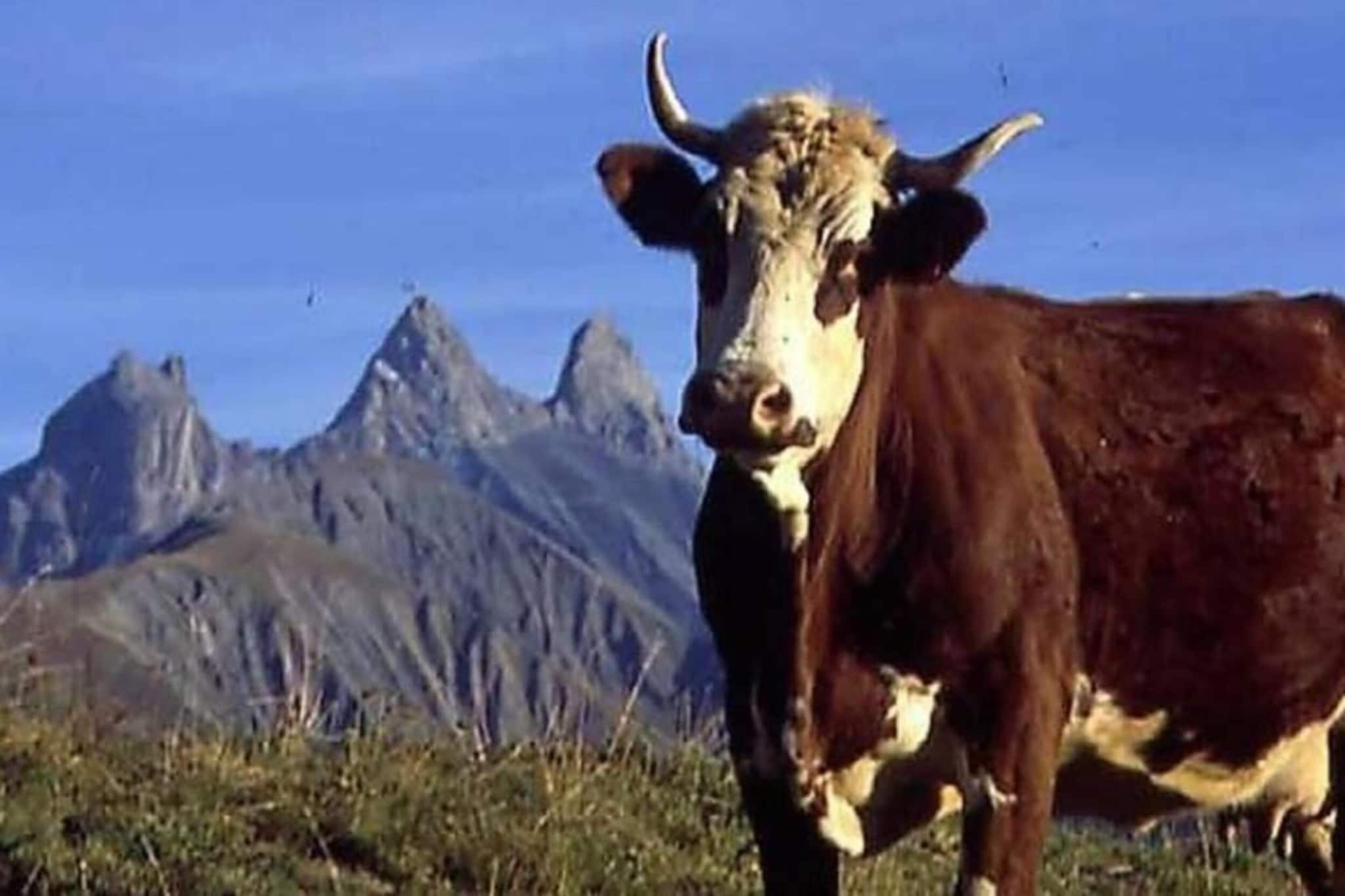 Les Grizzlis N°27 - 2P6C-Gebieden zomer 20km