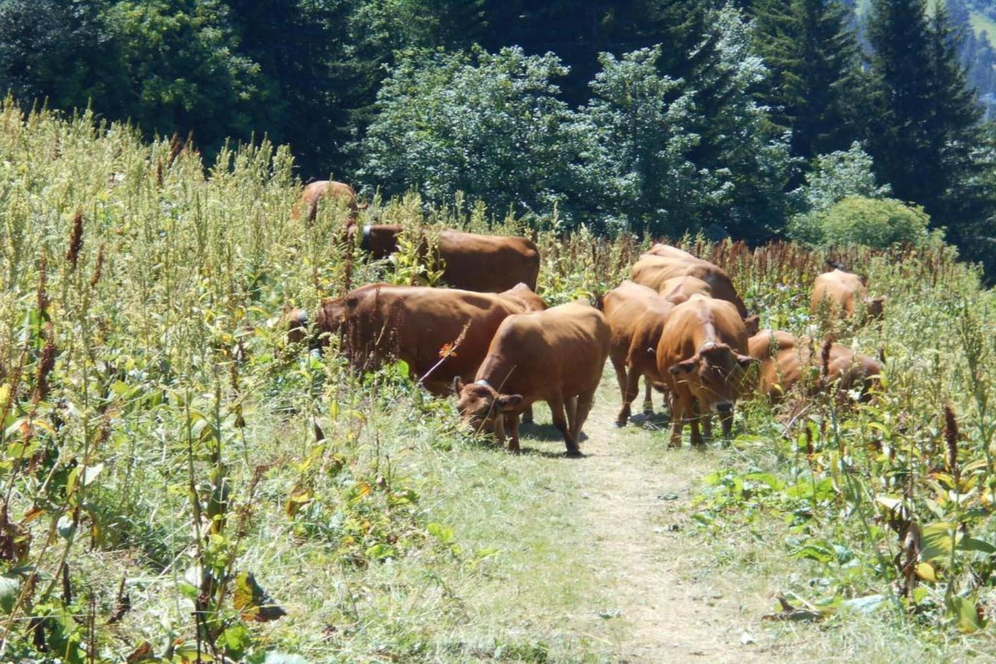 T du Morel A N°17 - 3P5-Gebieden zomer 20km