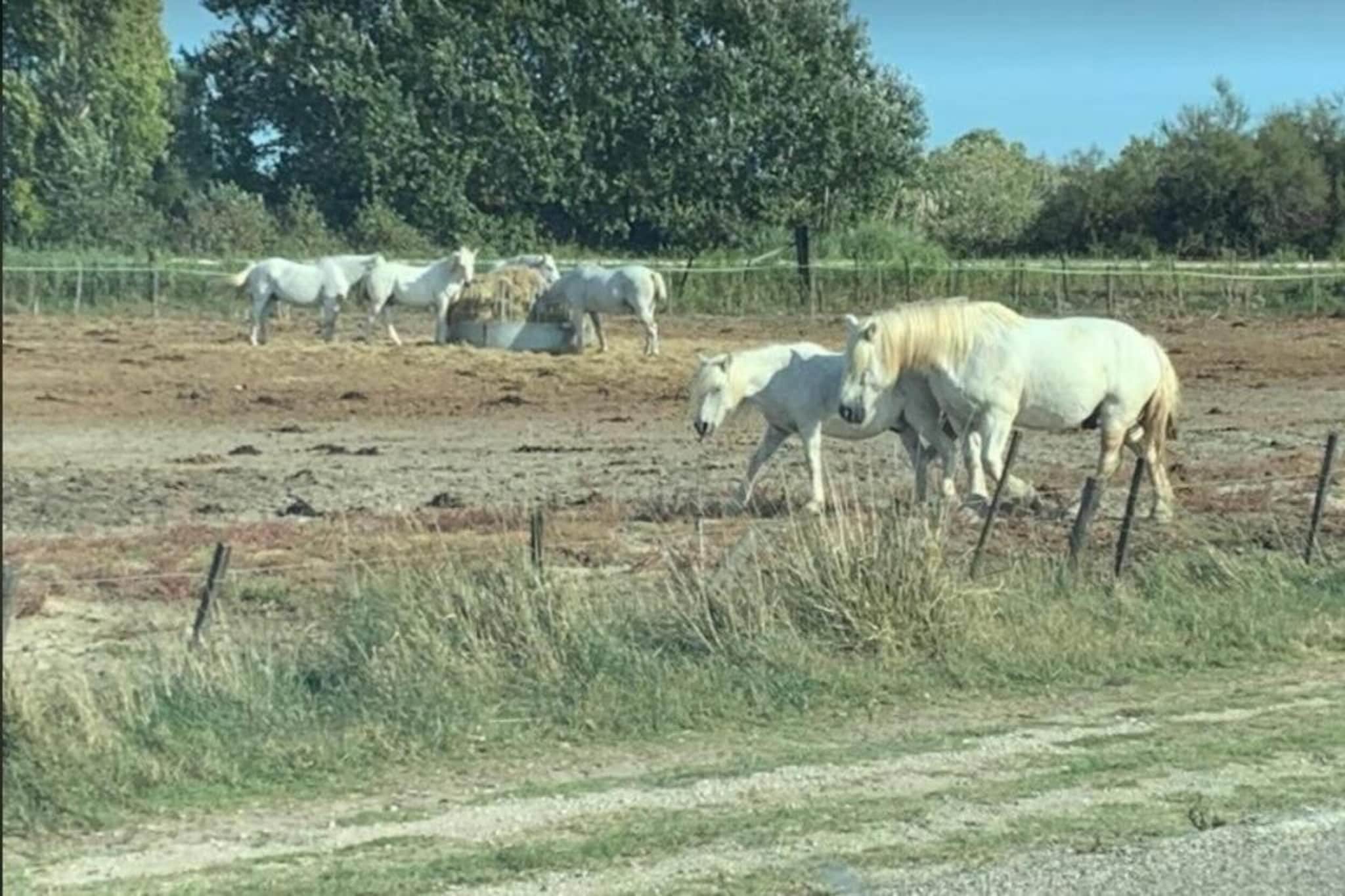 CAP CAMARGUE F N°123 - 3P7-Gebieden zomer 20km
