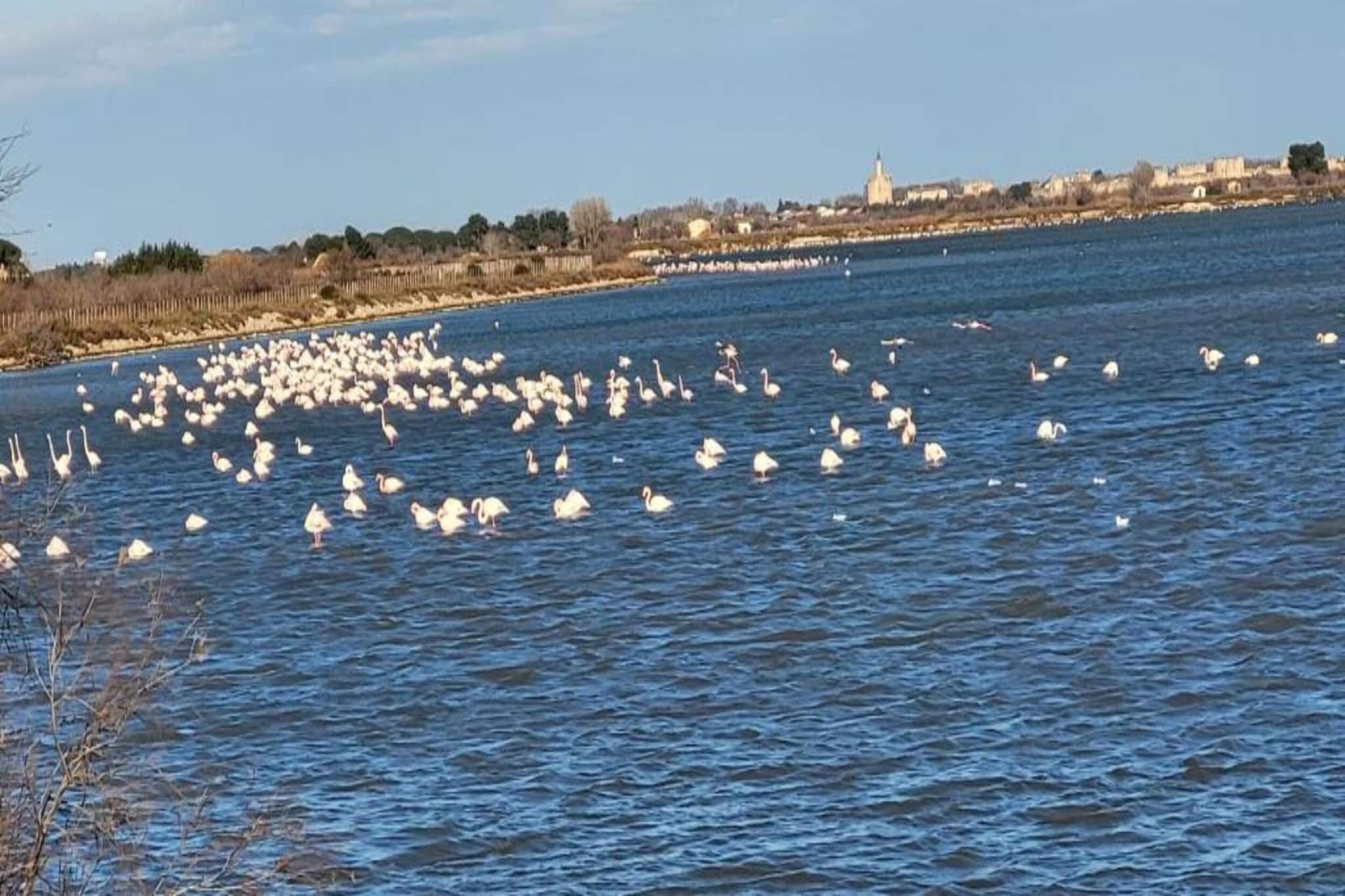 CAP CAMARGUE F N°123 - 3P7-Gebieden zomer 20km