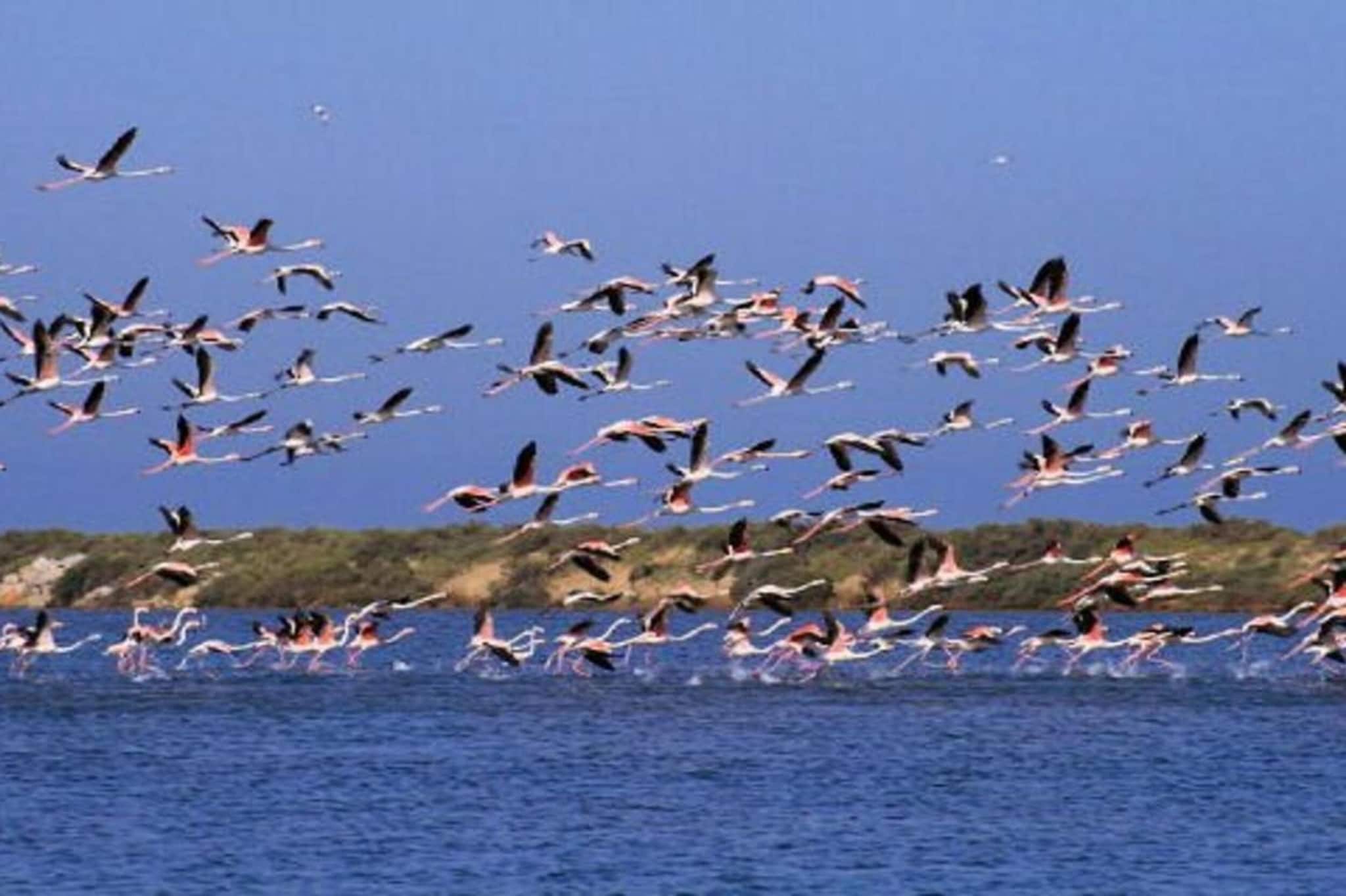 CAP CAMARGUE F N°123 - 3P7-Gebieden zomer 20km