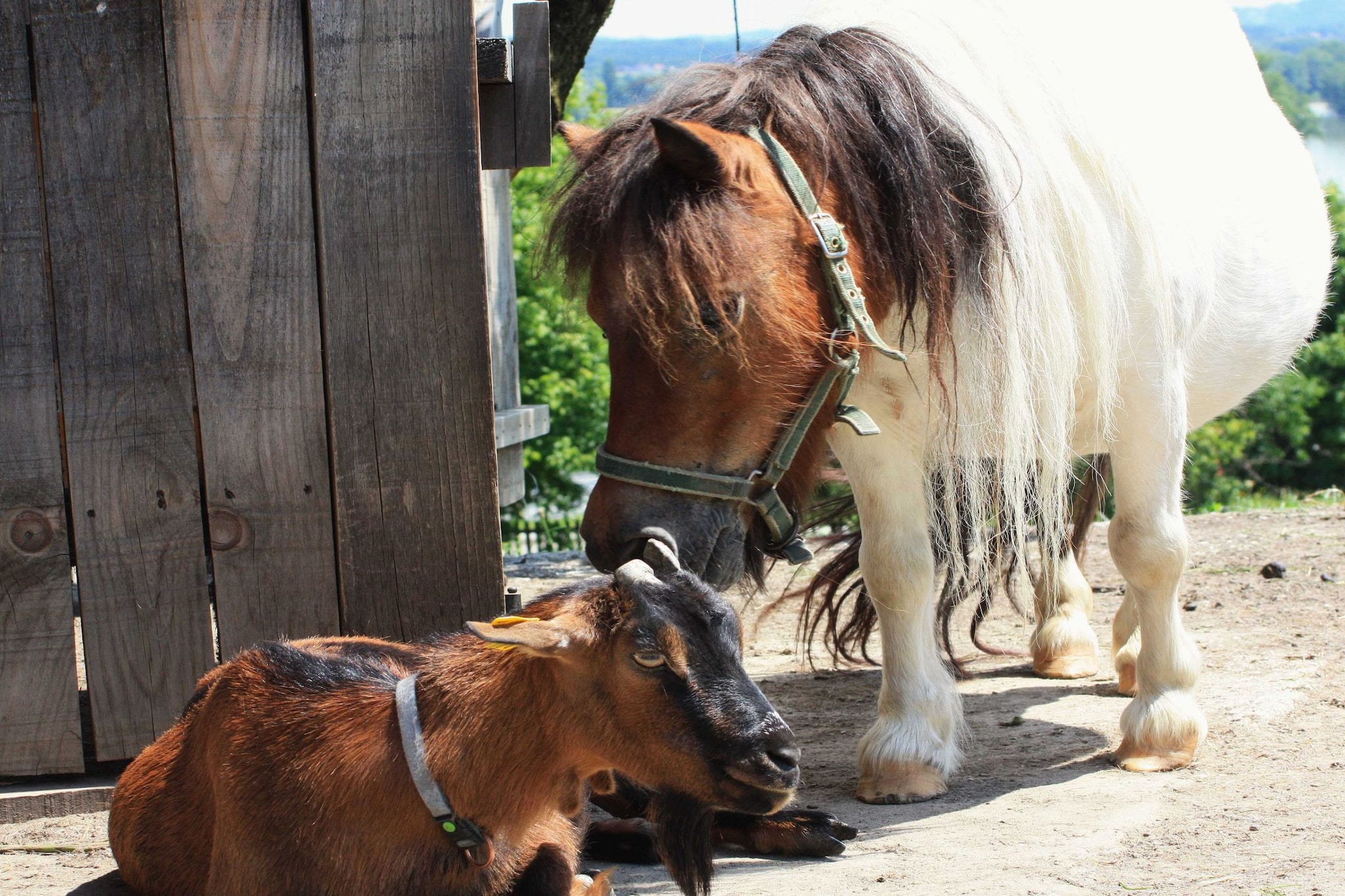 Zevnik Quiet Retreat with Stunning Views and Equestrian Activities - Triple Room with Private  Bathroom-Buitenlucht