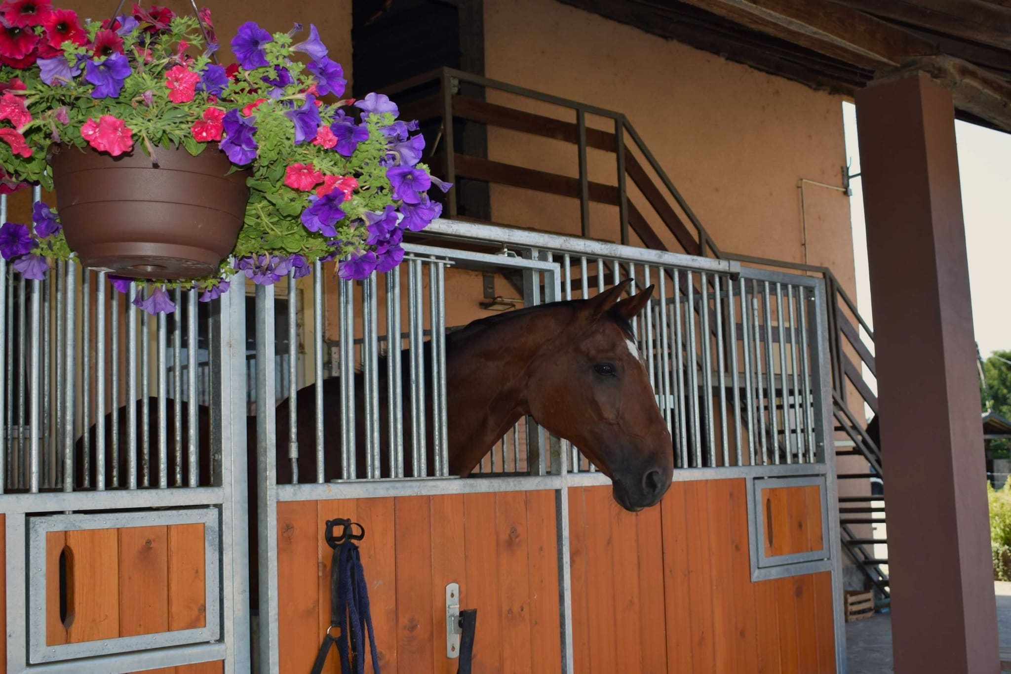 Zevnik Quiet Retreat with Stunning Views and Equestrian Activities  - Double Room with Private Bathroom-Buitenlucht