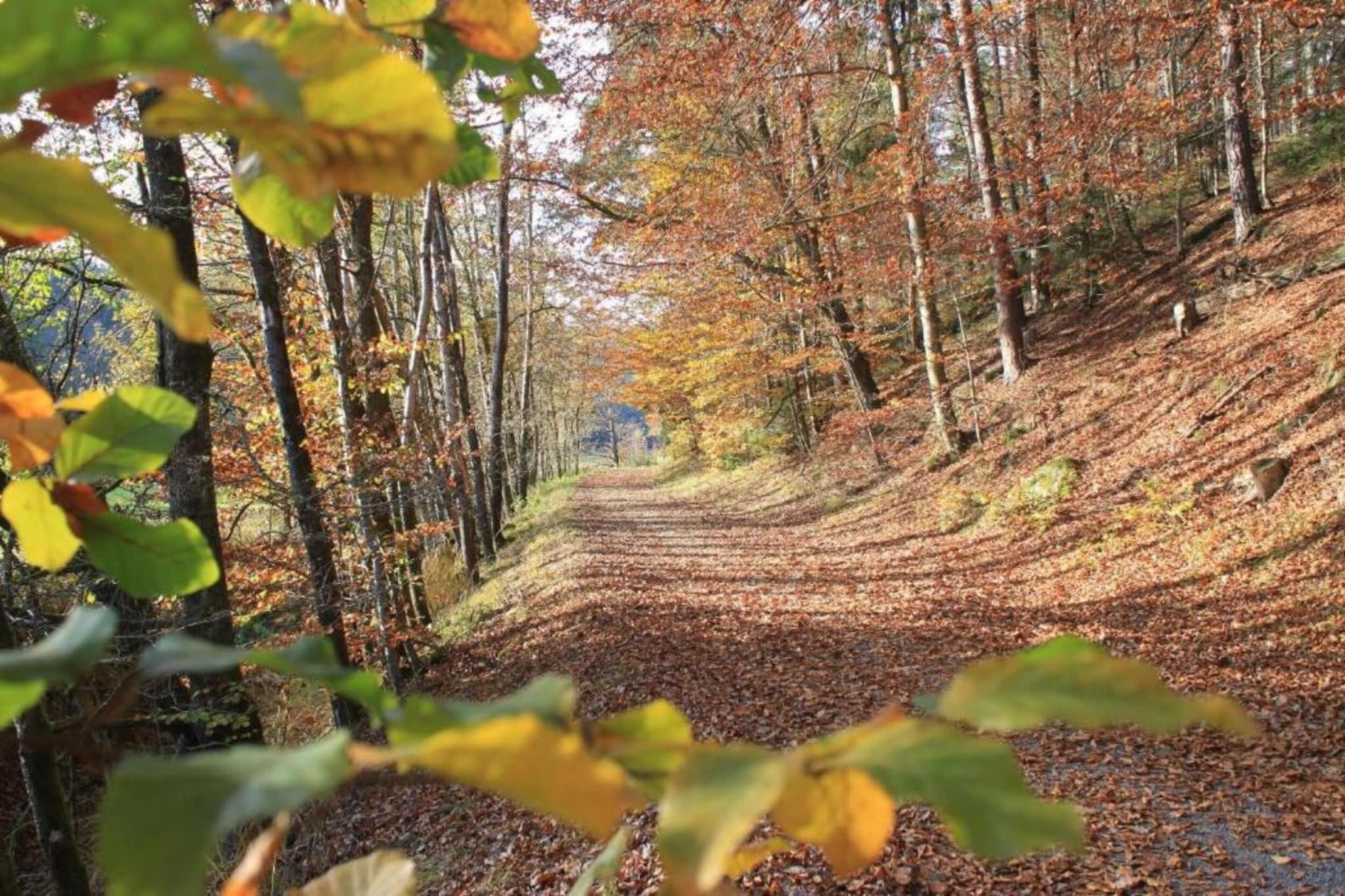 Feriendorf Waldbrunn 1-Gebieden zomer 20km
