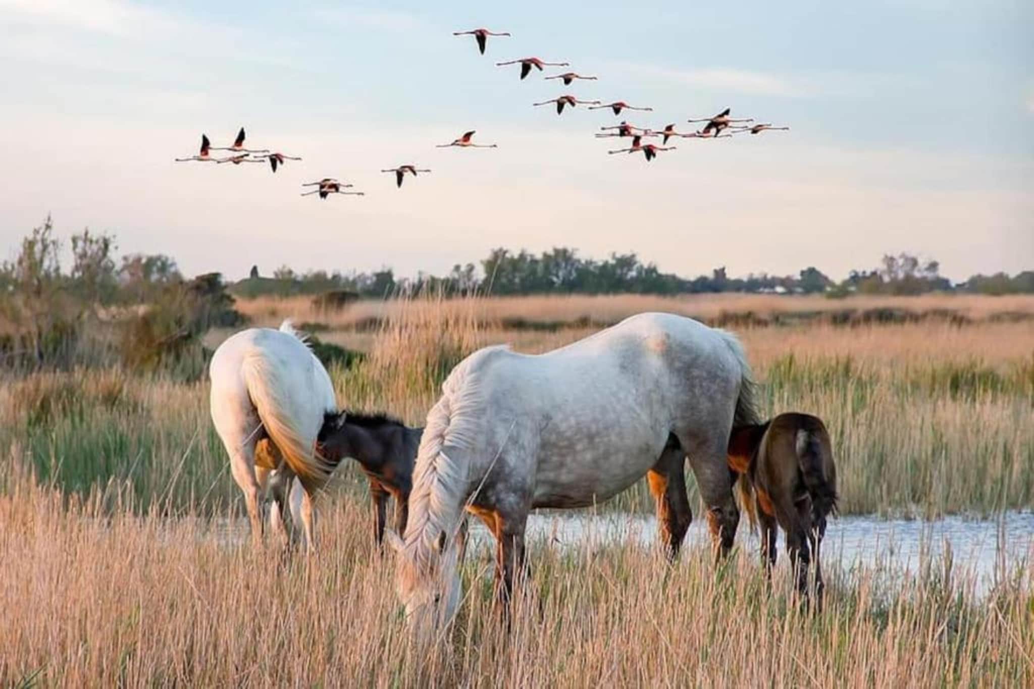 CAP CAMARGUE A N°08 - 2P4-Gebieden zomer 20km