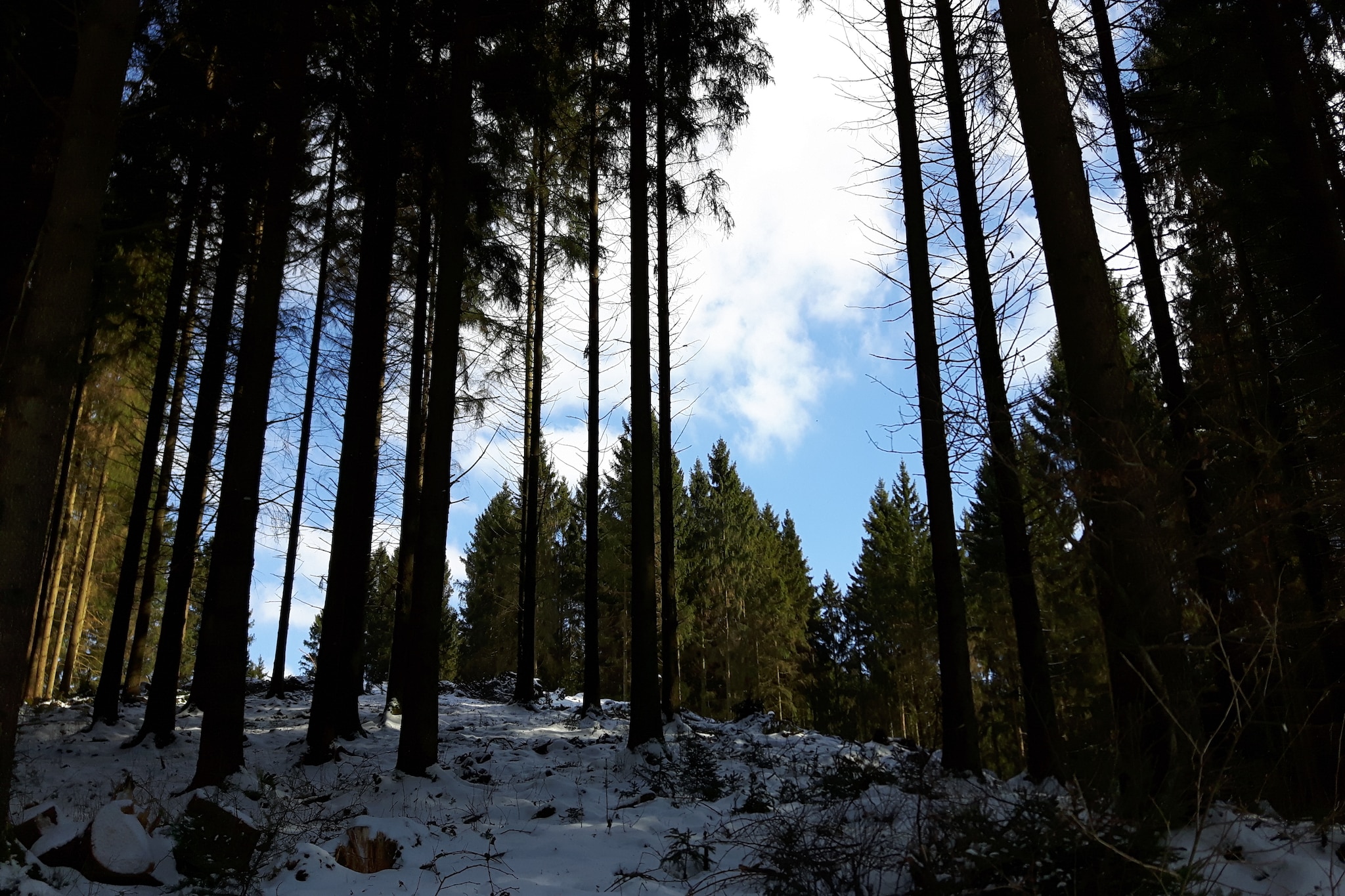 Schuler-Gebied winter 1km