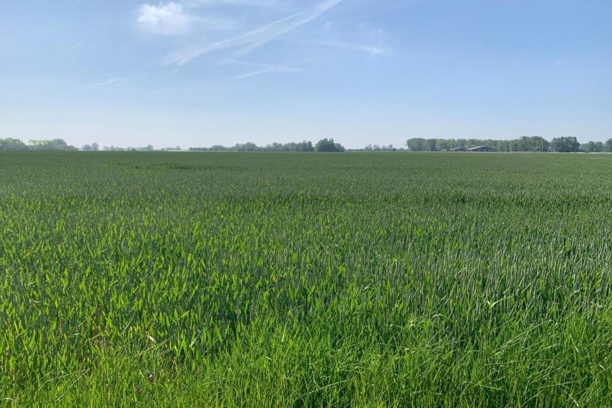 The Green 17-Areas summer 20km