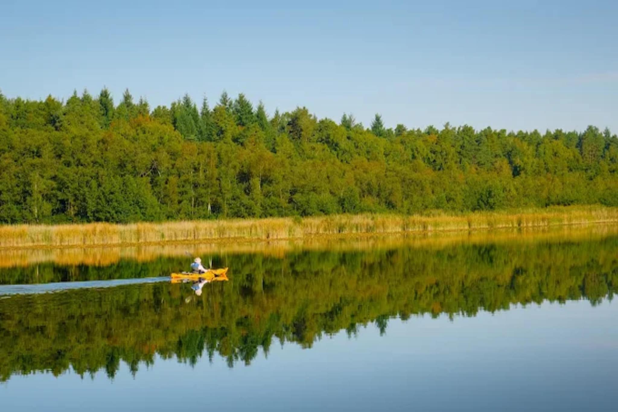 FH Seeschwalbe 225-Gebieden zomer 1km