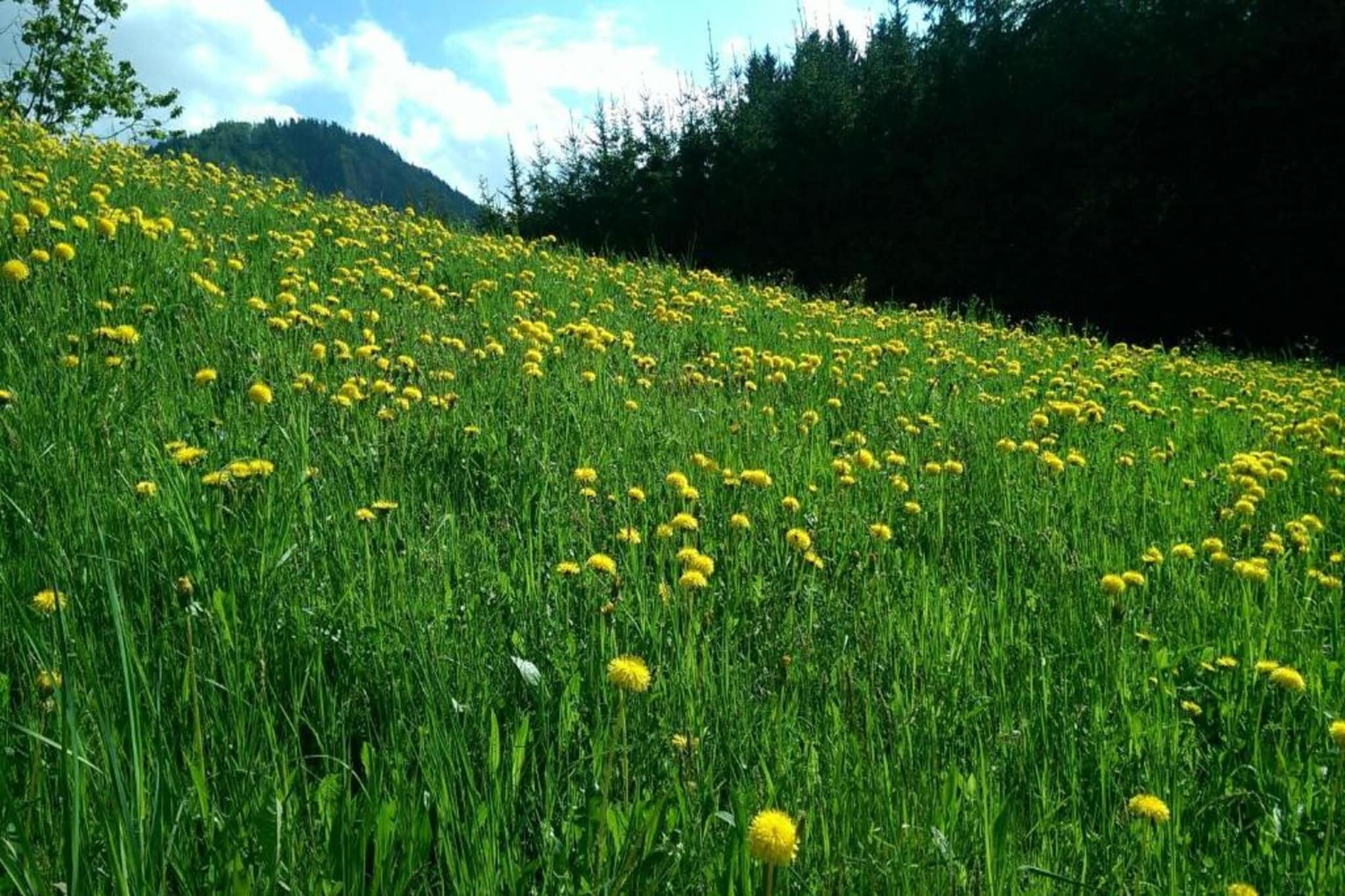 Alpenstyle Resort Fieberbrunn FB1P-Areas summer 20km