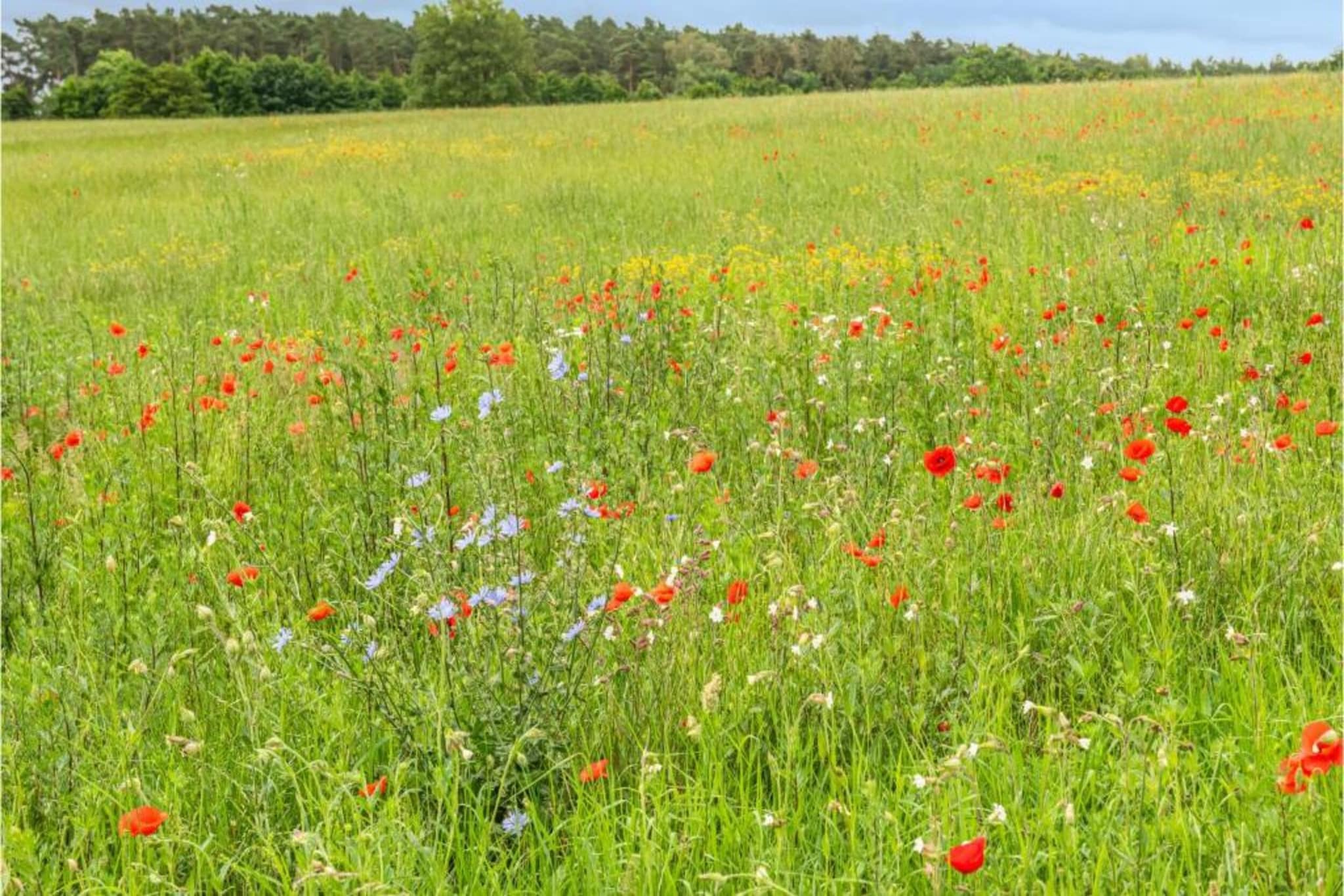 Ferienhaus Seeschwalbe-78-Gebieden zomer 5km