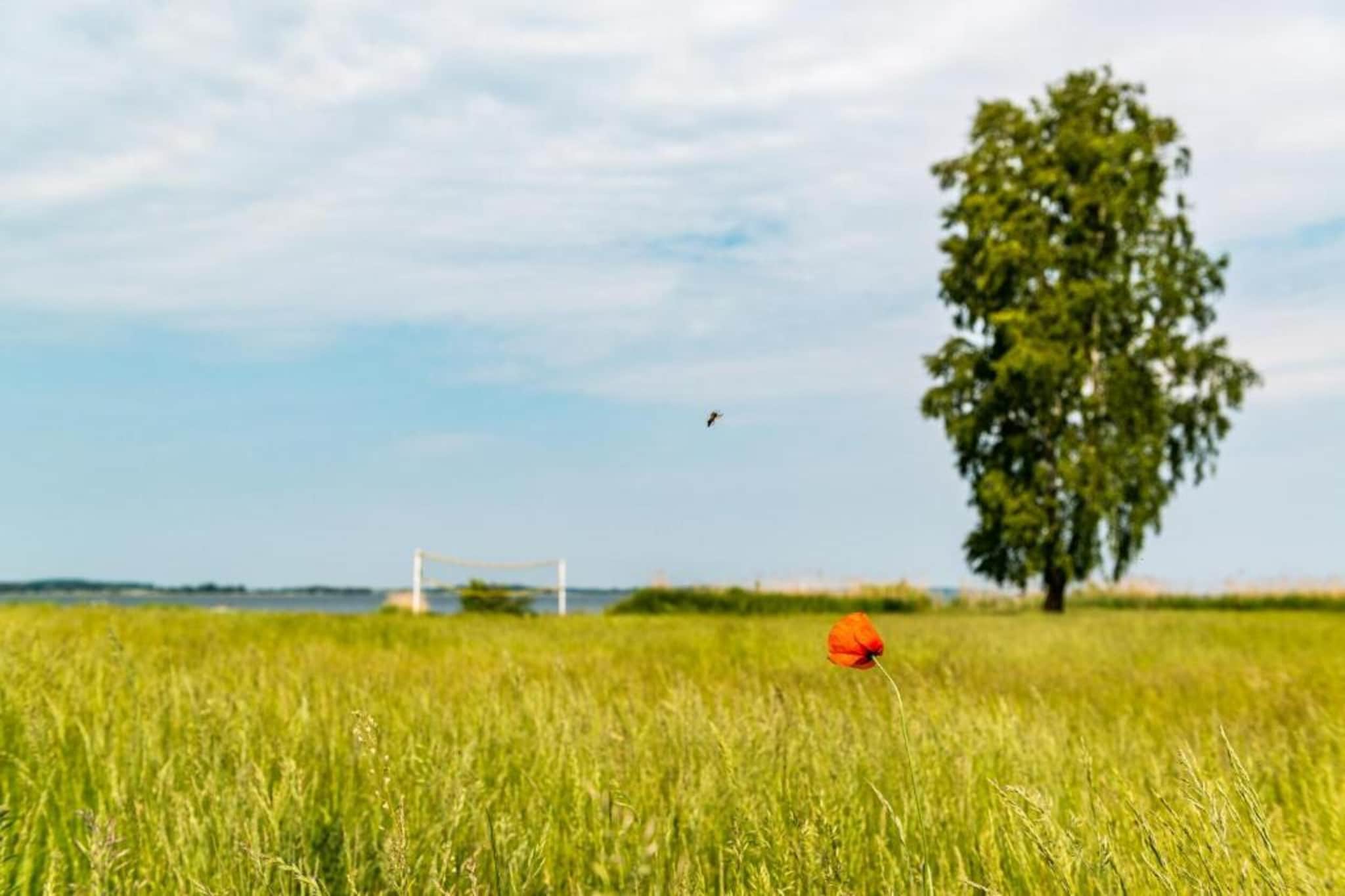 Ferienhaus Seeschwalbe-78-Gebieden zomer 5km