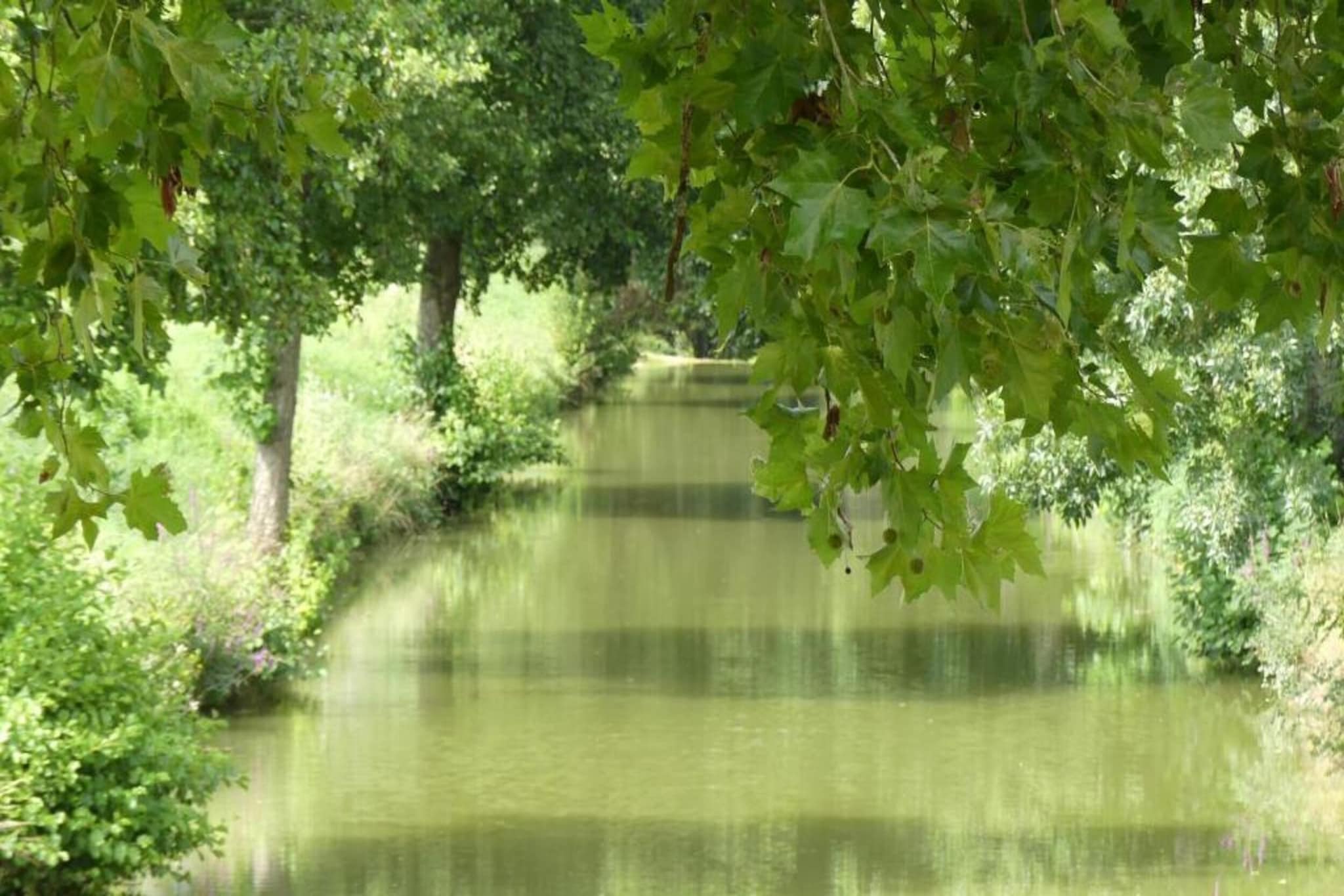 Ecolodge en Sequoia-Gebieden zomer 20km