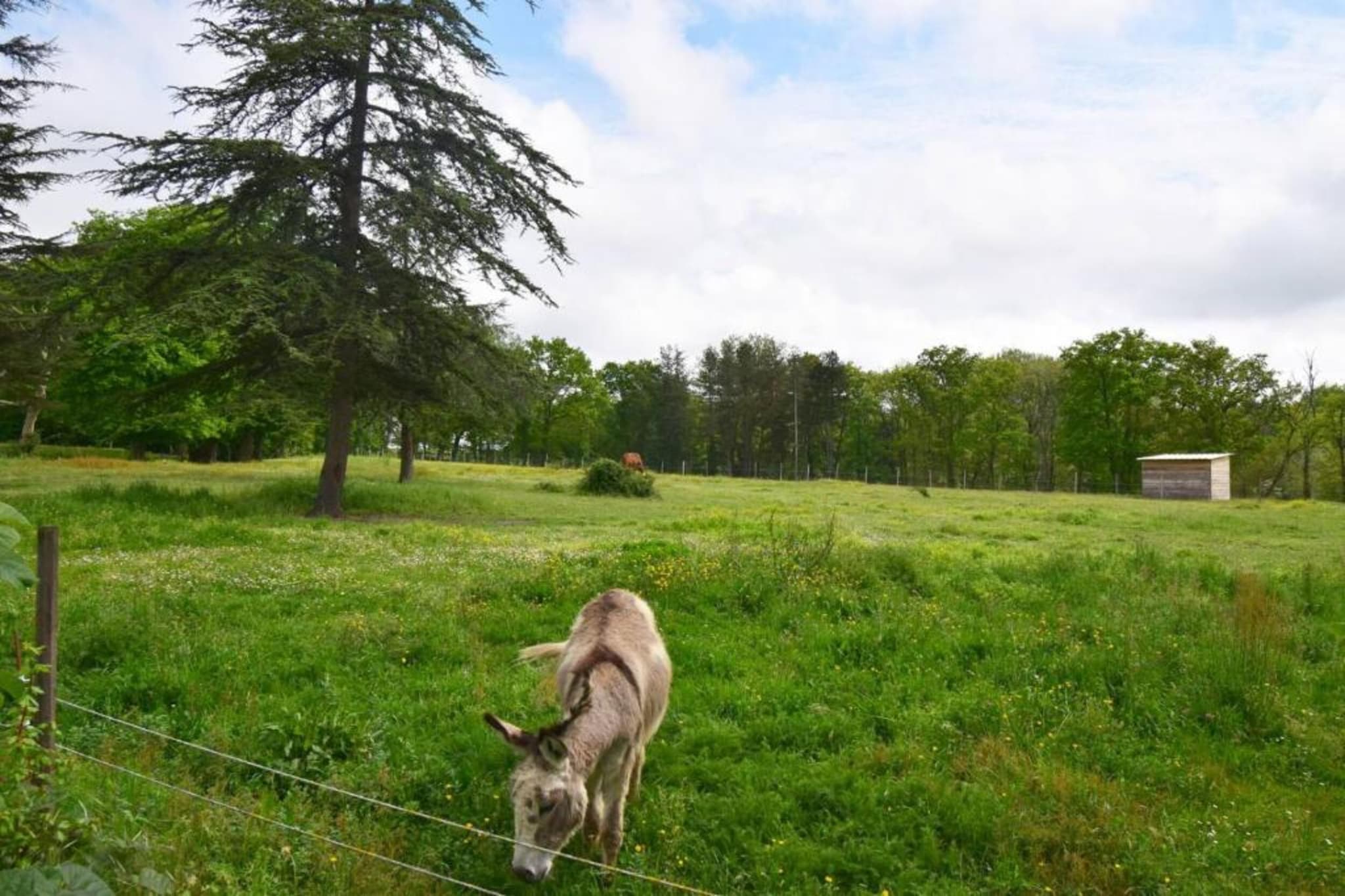 Ecolodge en Sequoia-Gebieden zomer 20km