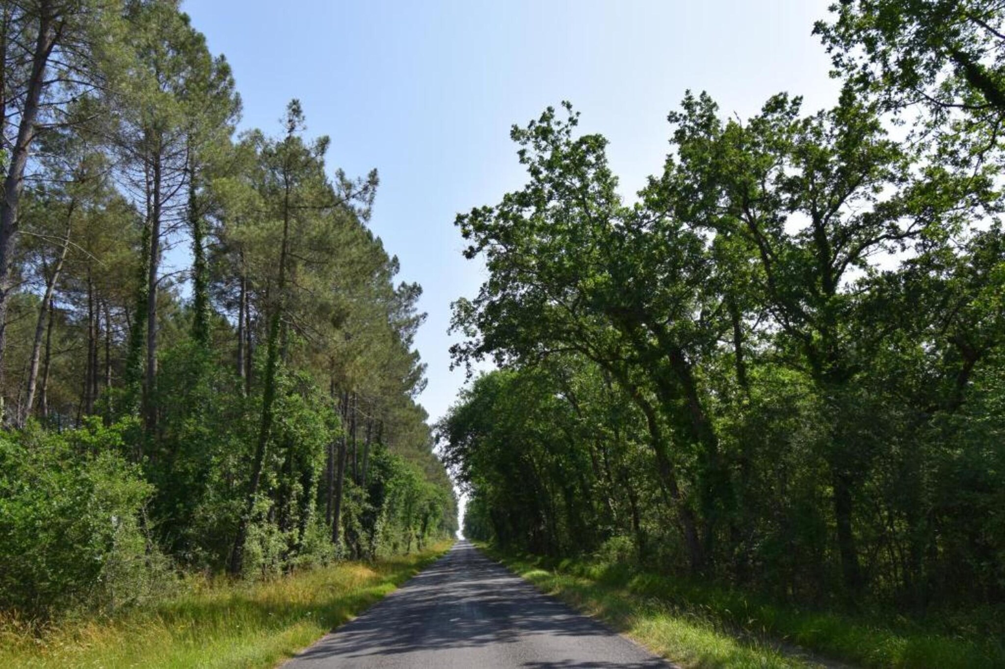 Ecolodge en Sequoia-Gebieden zomer 20km