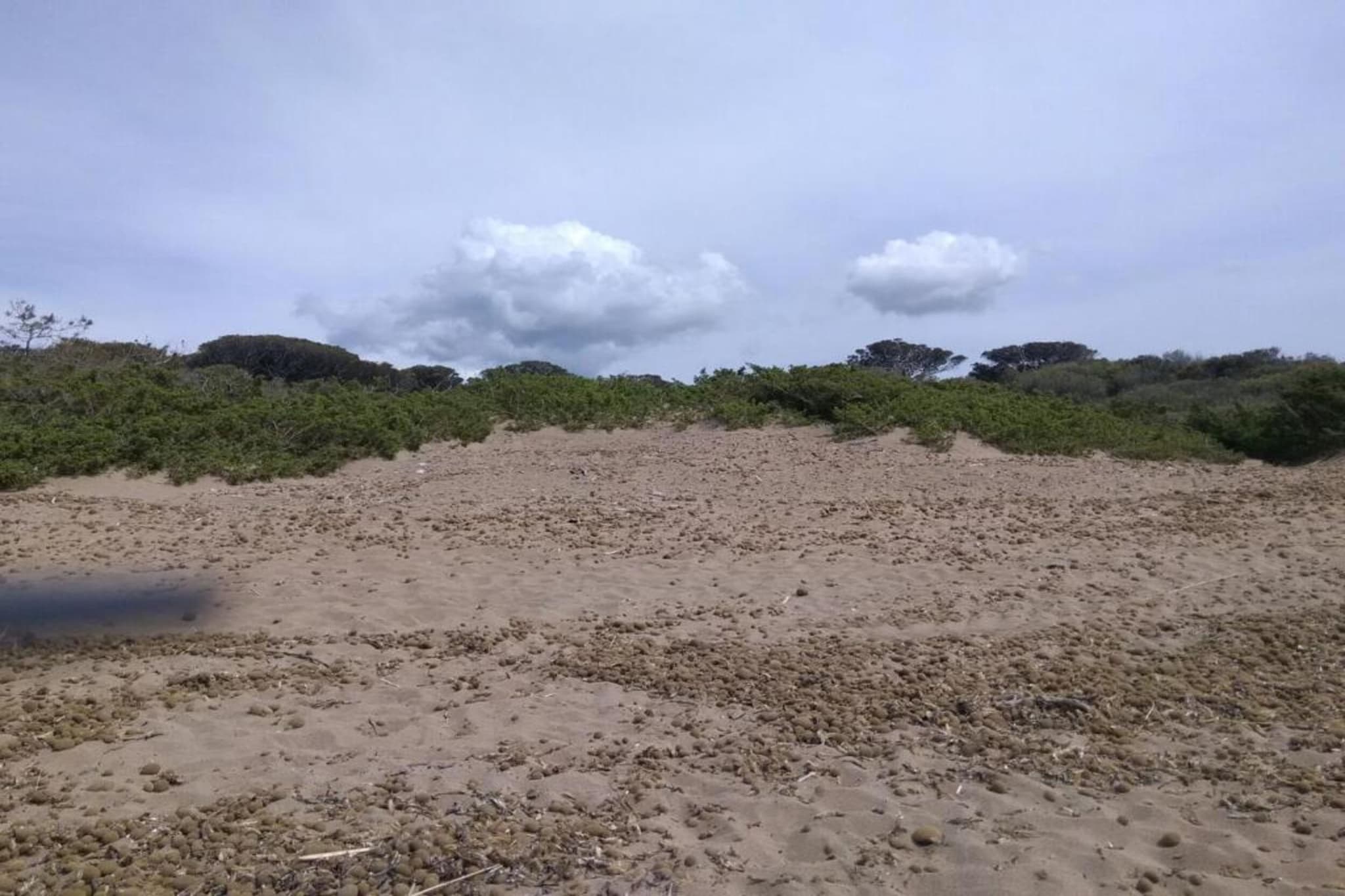 APP 1-Areas summer 1km