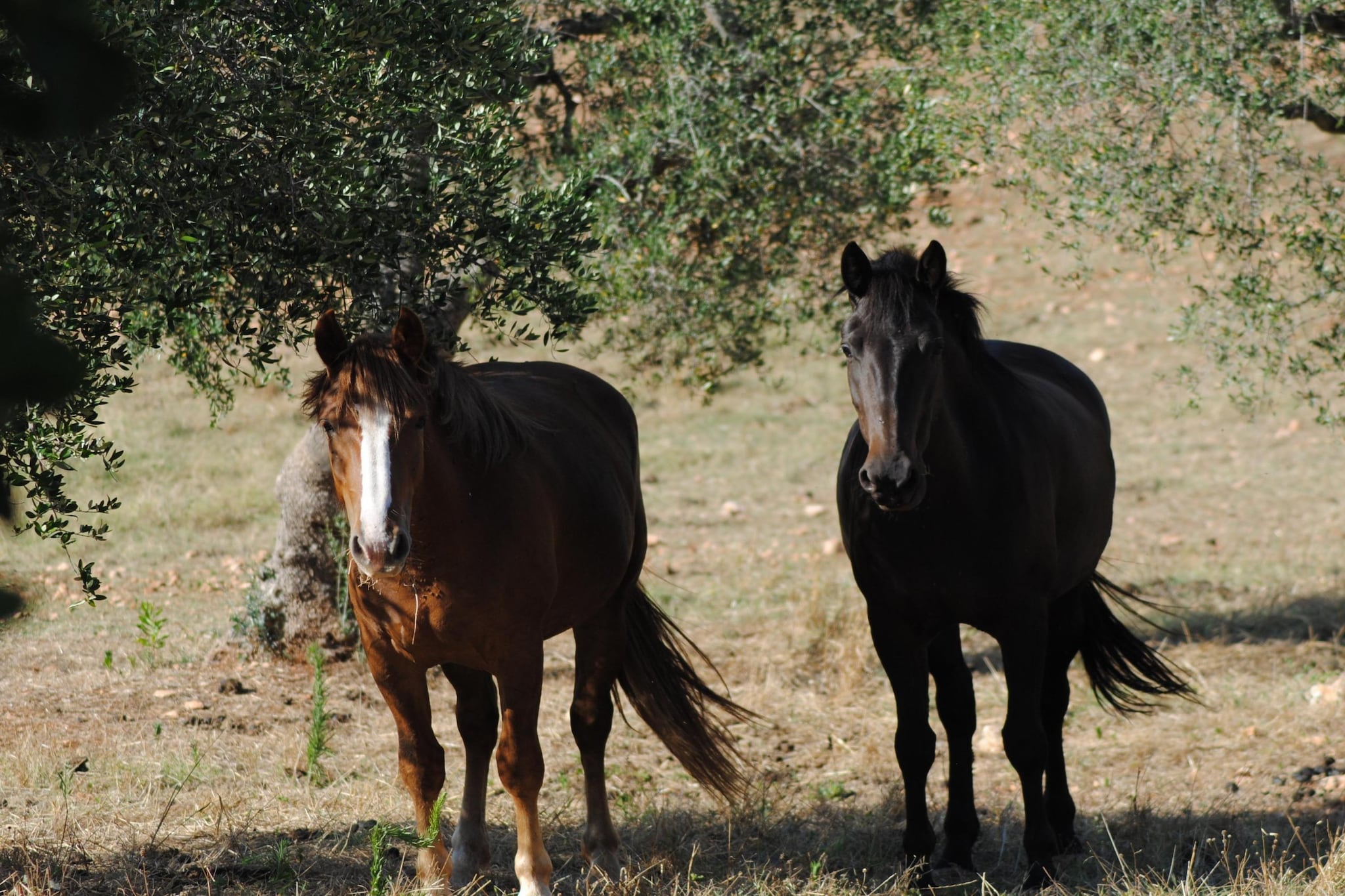 Trullo Rosa Ostuni - Areas within 1km in summer