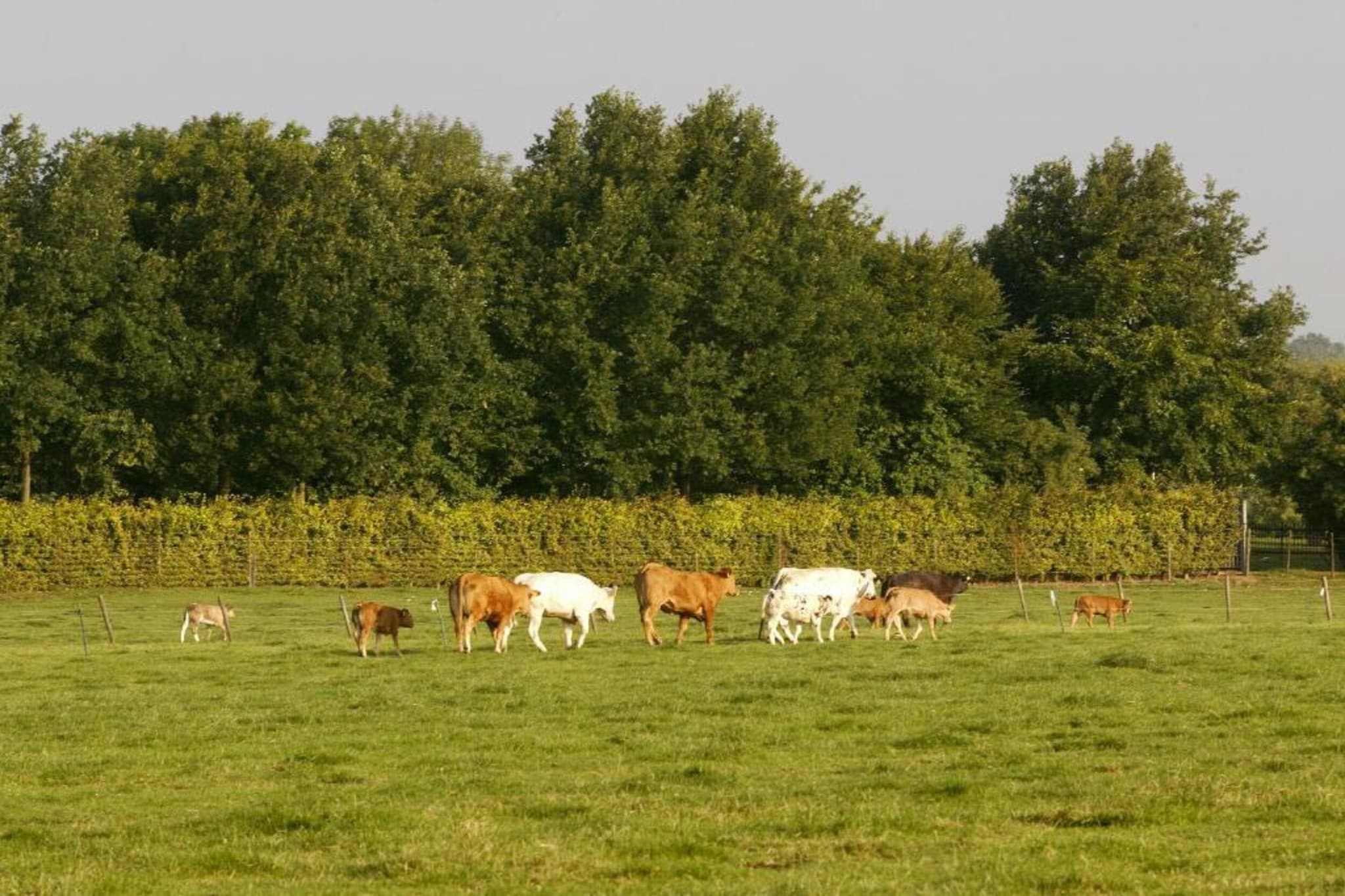 Biebosch - Sunshower-Gebieden zomer 20km