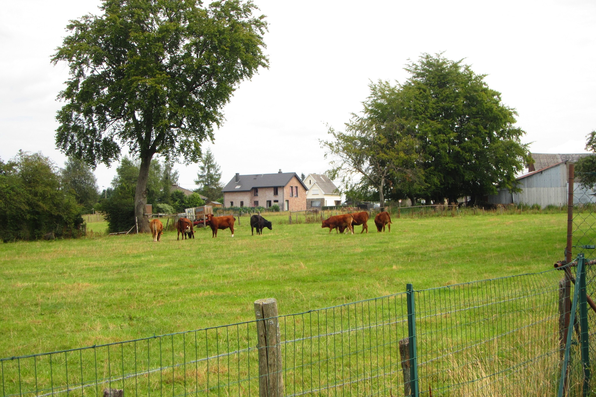 Entre Fagnes et Lac-Areas summer 1km