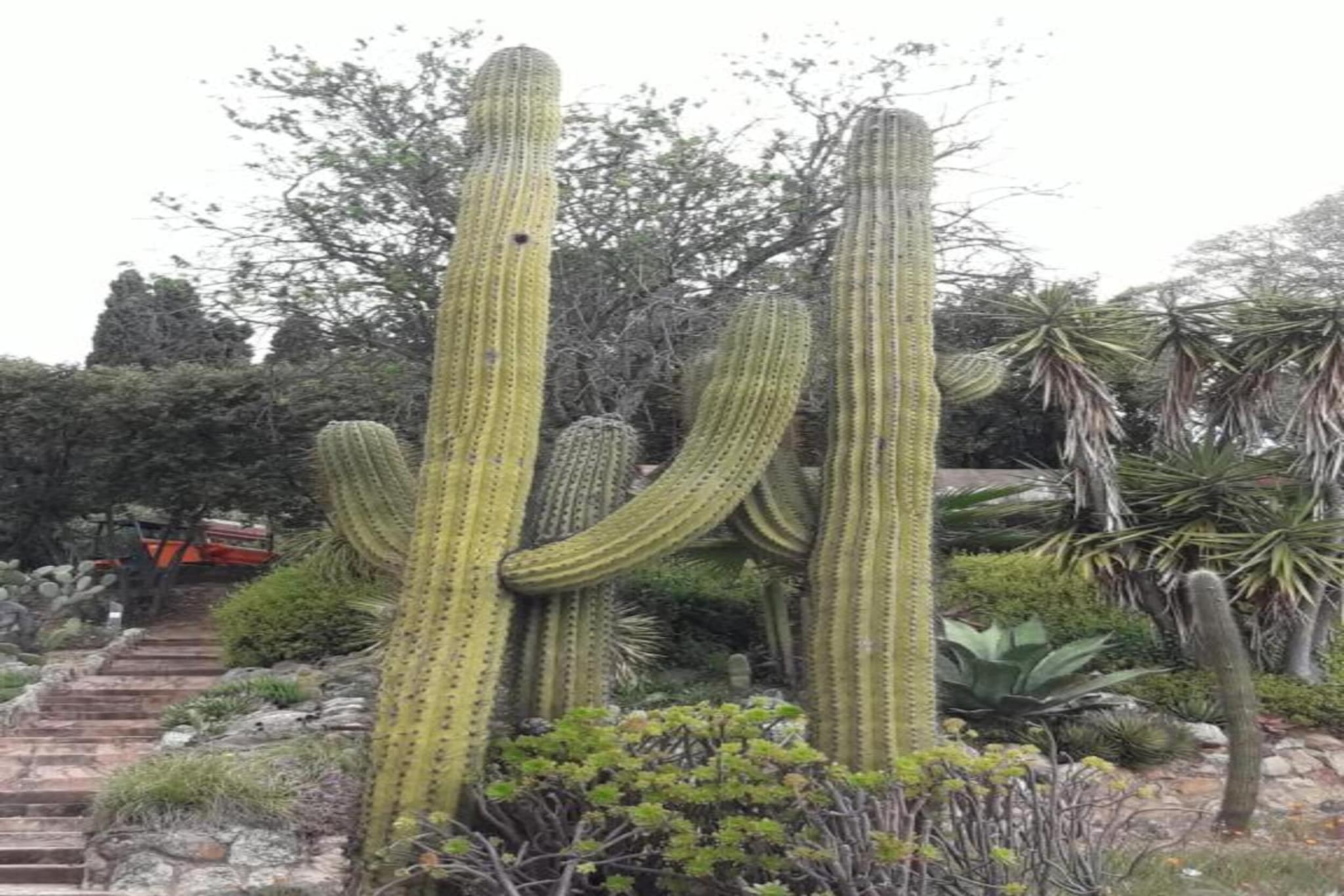 Conchi-Areas summer 20km