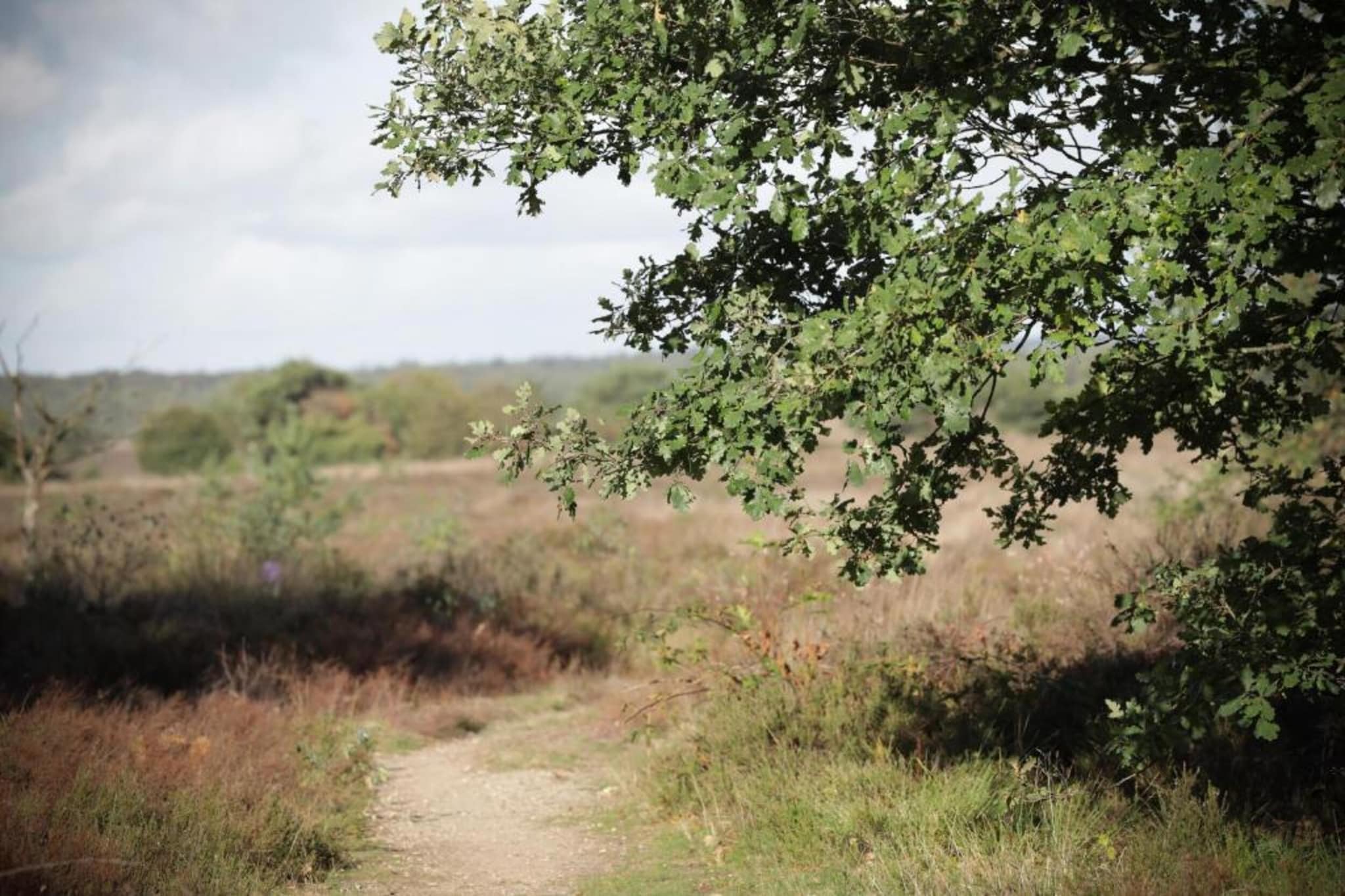 Heivlinder Personal Style 4 p ** - Gebieden zomer 5km