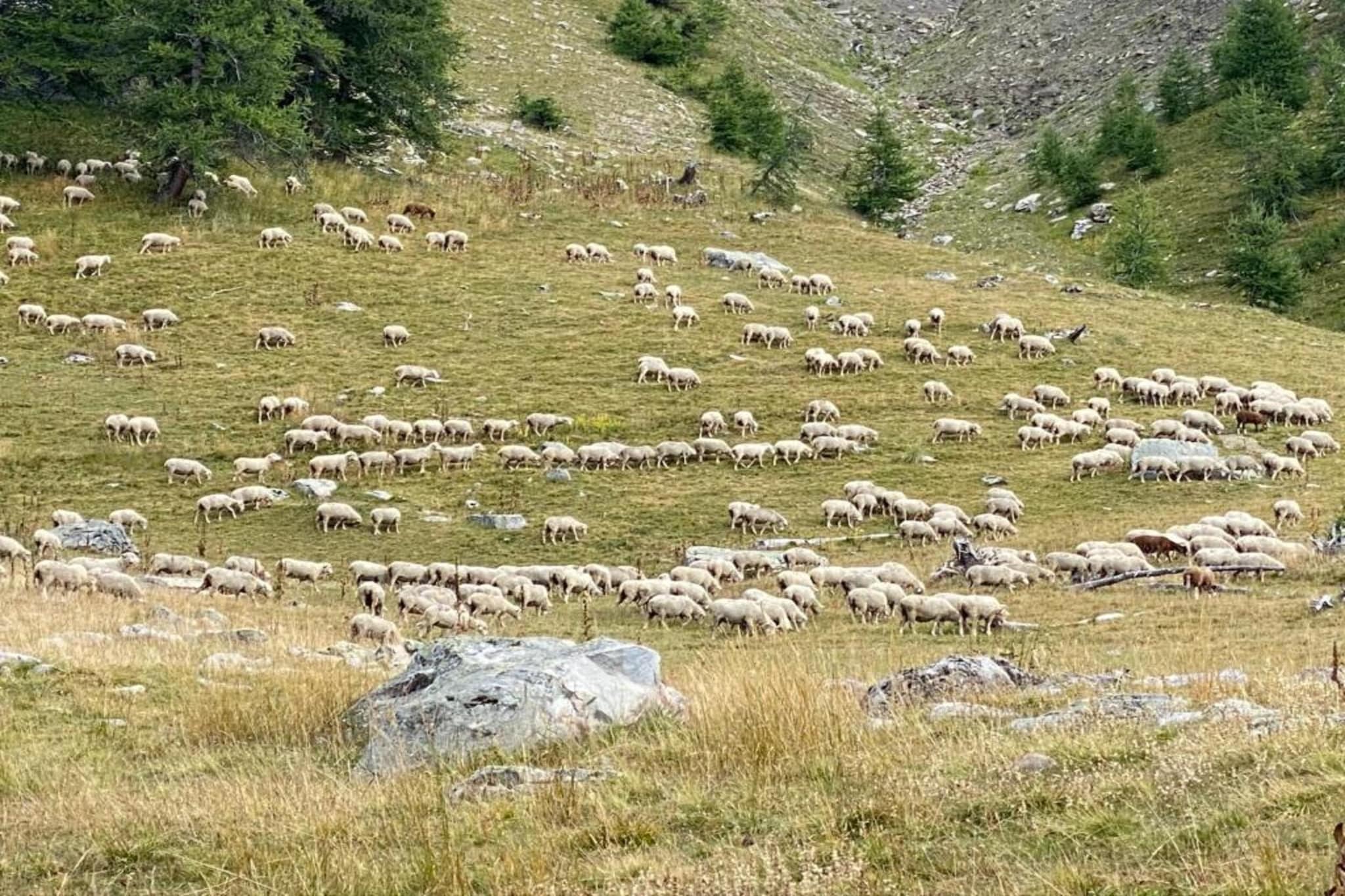 Les Etoiles D N°64 - ST4-Gebieden zomer 5km