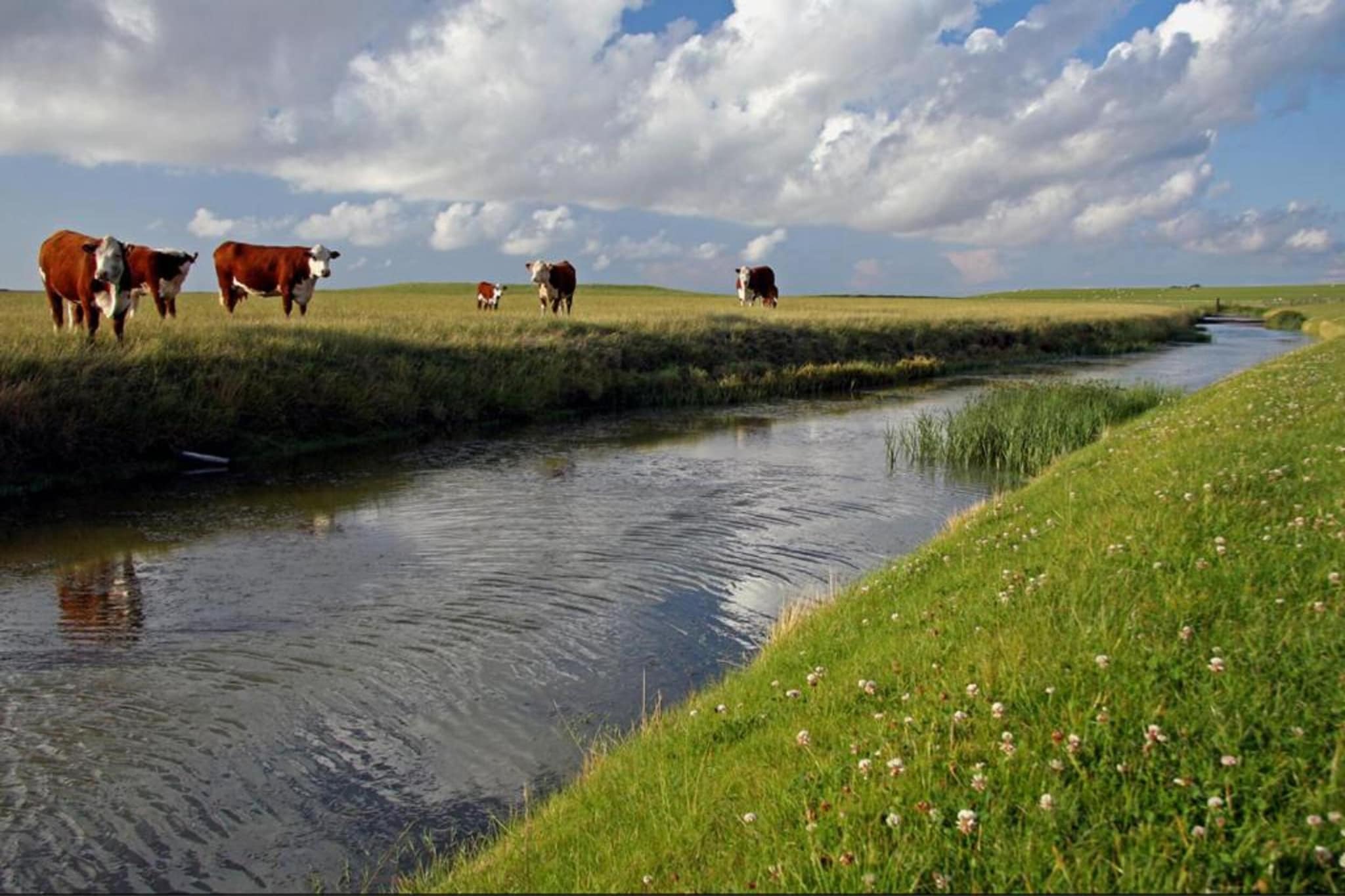 Bargereed 90-Areas summer 5km
