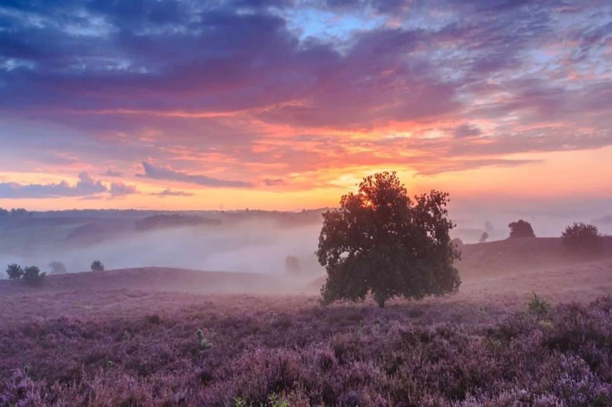 Veluwe Chalet in Putten nabij centrum-Gebieden zomer 20km
