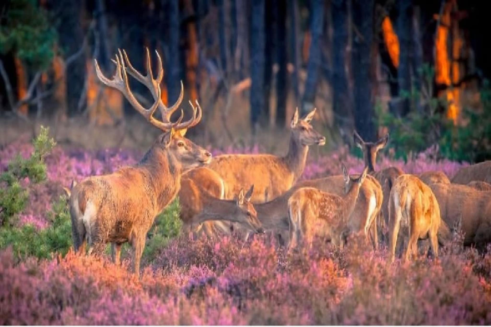 Veluwe Chalet in Putten nabij centrum-Gebieden zomer 20km