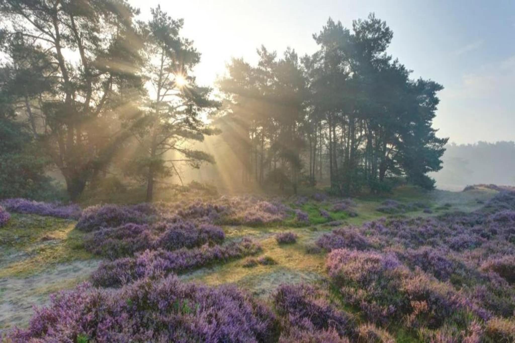 Chalet op de Veluwe bij Kootwijkerzand-Gebieden zomer 5km