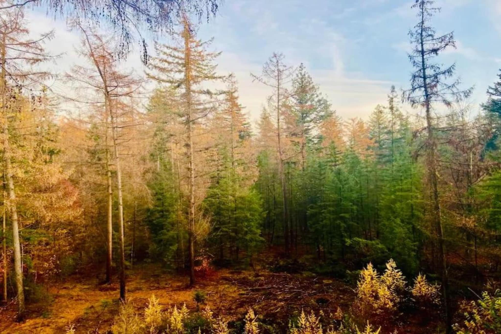 Chalet op de Veluwe bij Kootwijkerzand-Gebieden zomer 5km