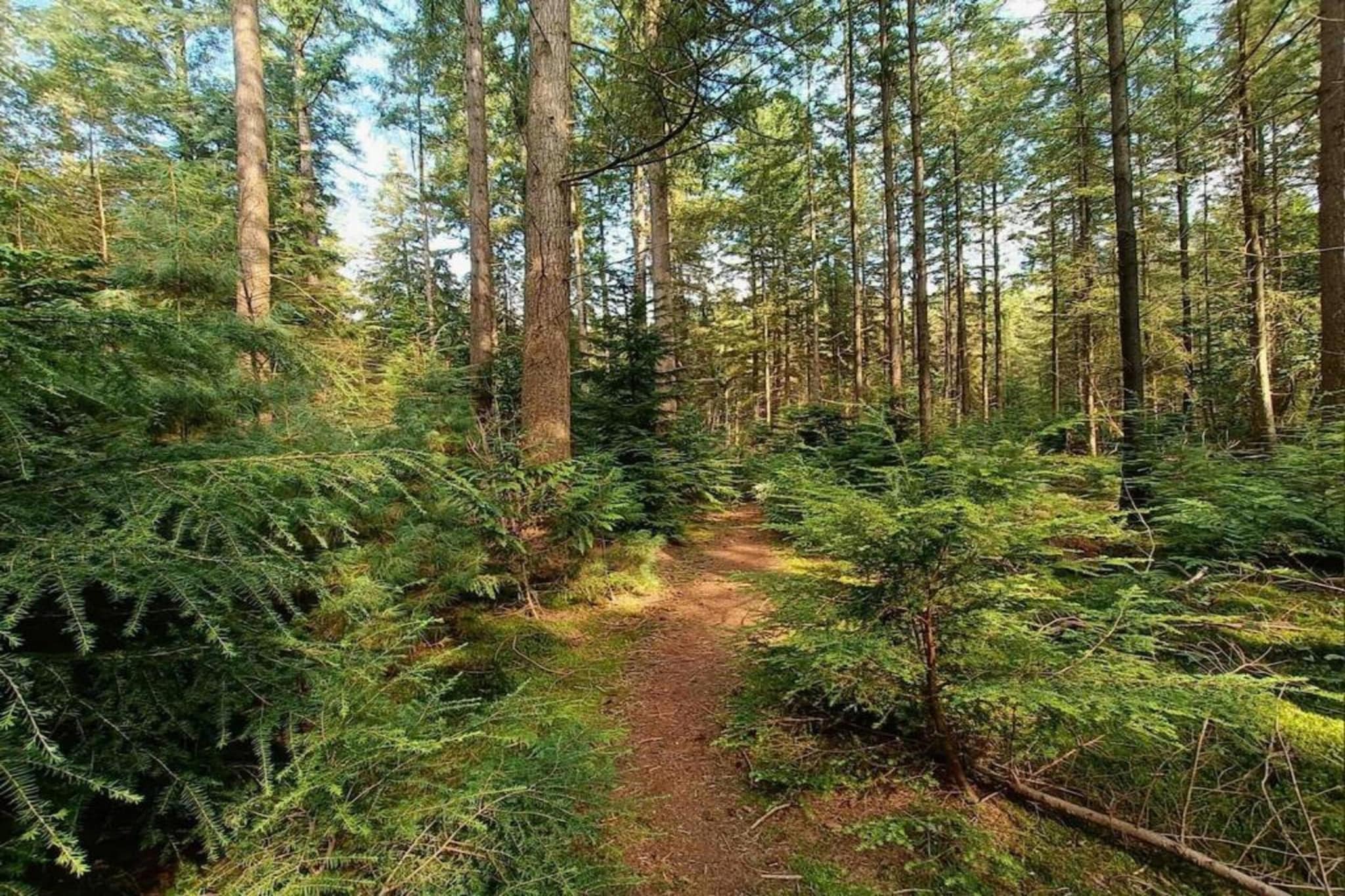 Chalet op de Veluwe bij Kootwijkerzand-Gebieden zomer 5km