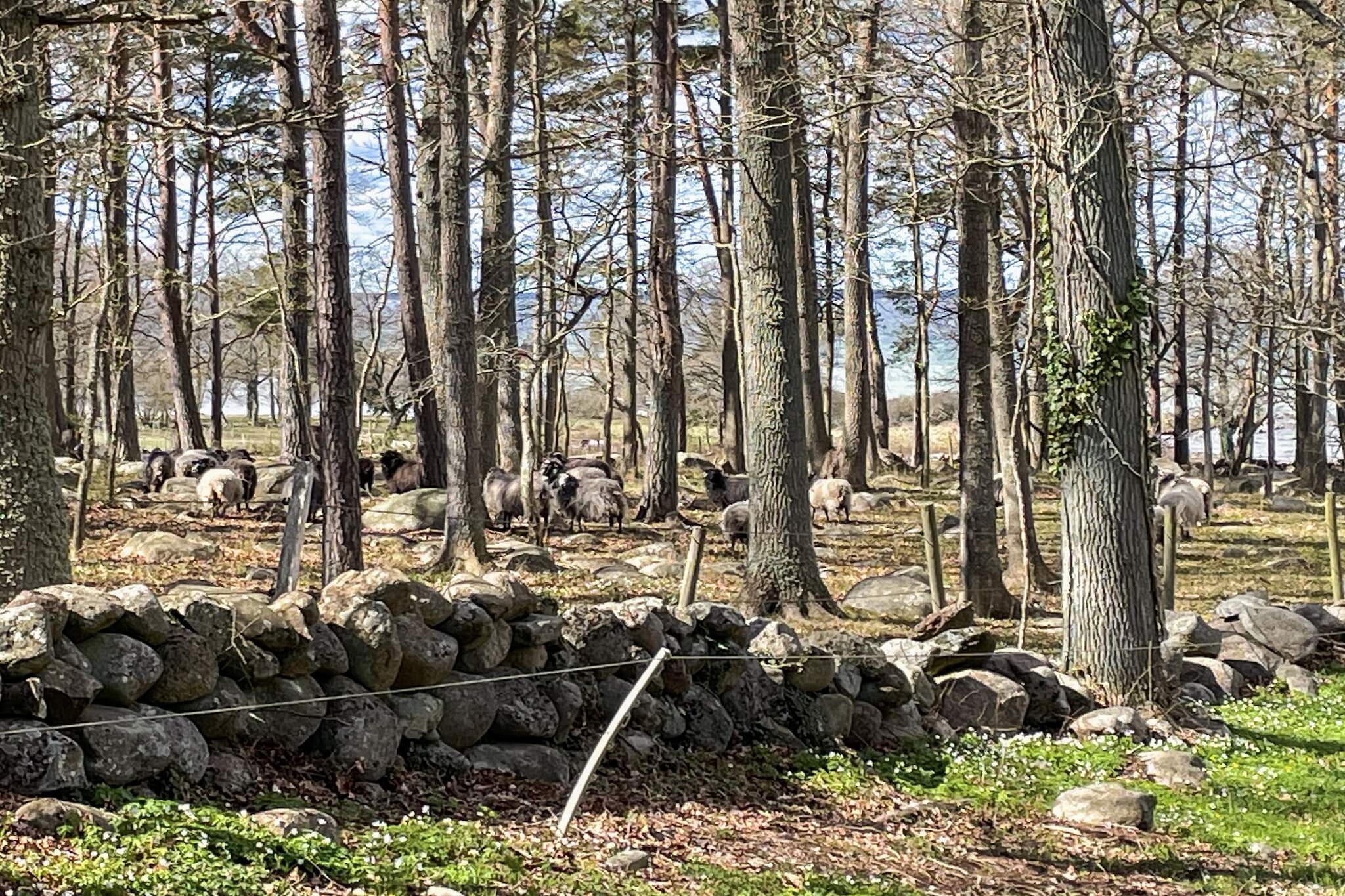 4 Sterne Ferienhaus in FÄRJESTADEN - Im Freien