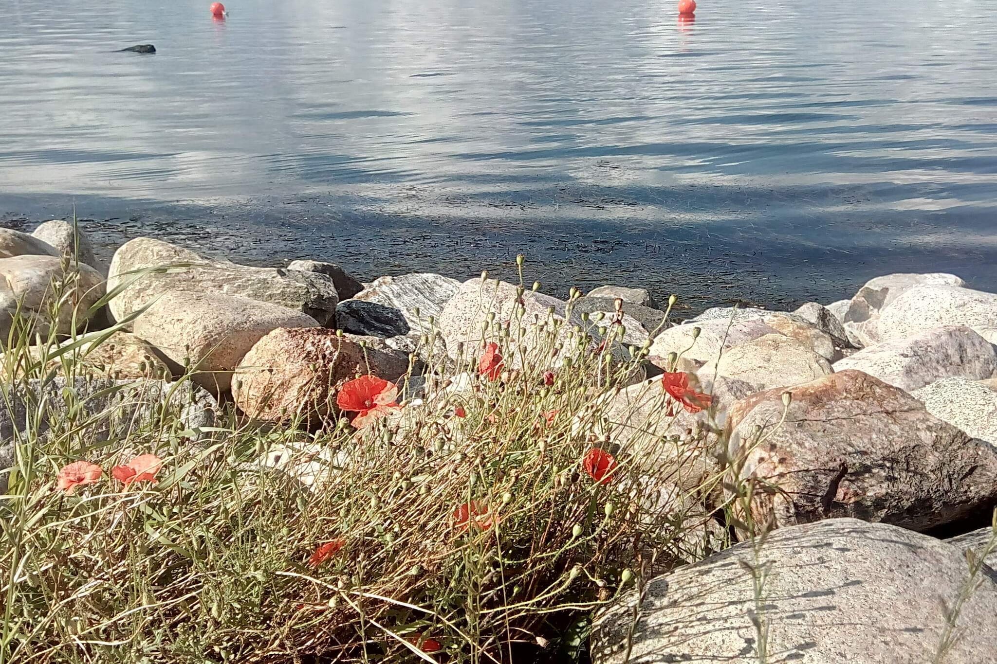 4 etoiles maison de vacances a Aalborg-Vue sur l'eau