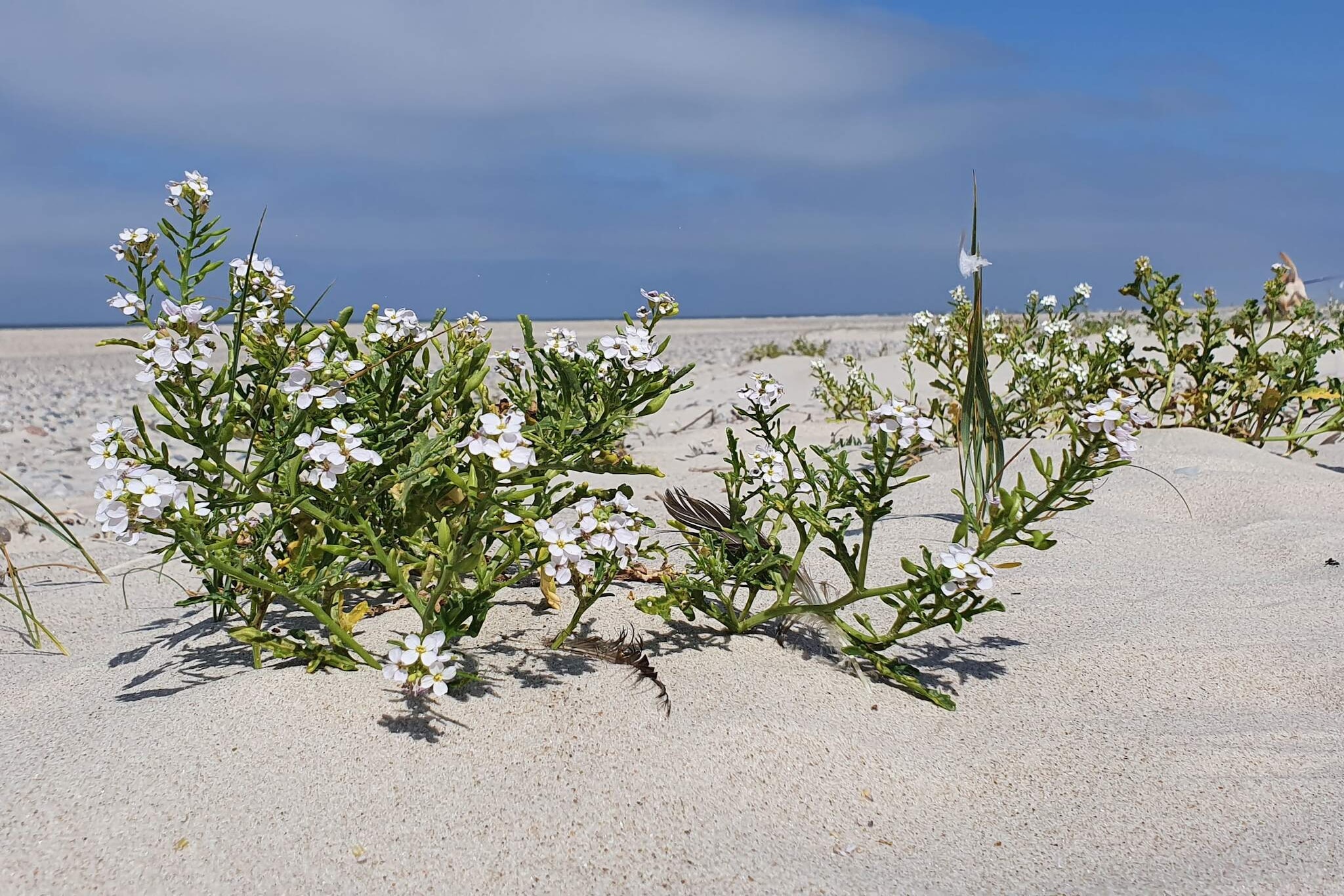 Internet Access DSL, Kitchen(cooker(electric), coffee machine, microwave, dishwasher, fridge-freezer, washing machine), Living/bed room(TV(german television channels, danish TV channels (DR1 and TV2))), bedroom(double bed), bedroom(double bed), bedroom(double bed), bathroom(washbasin, shower, toilet), balcony or terrace, heating(electric), garden furniture, deckchairs, air to air heatpump