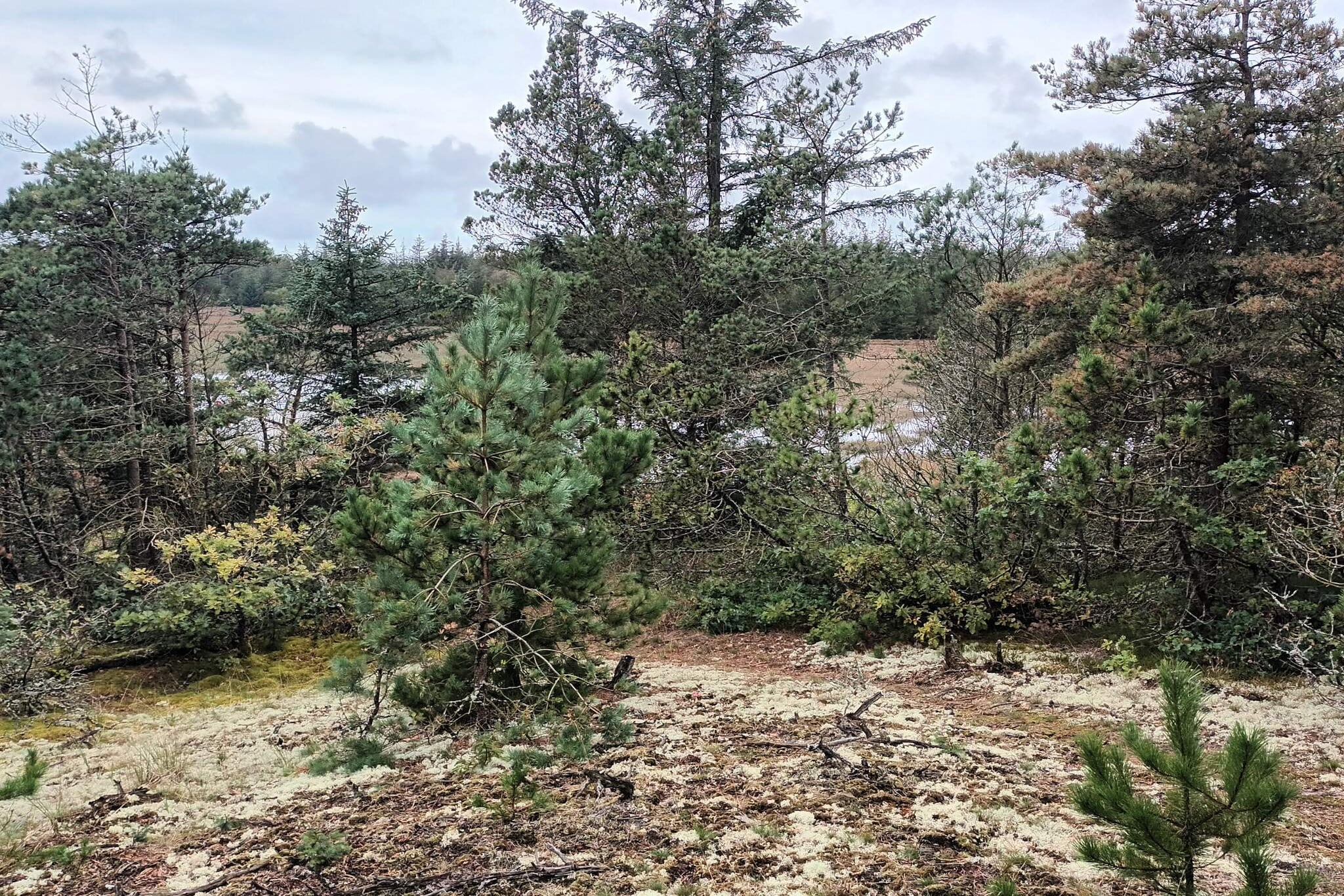 5 person holiday home in Snedsted-Untagged