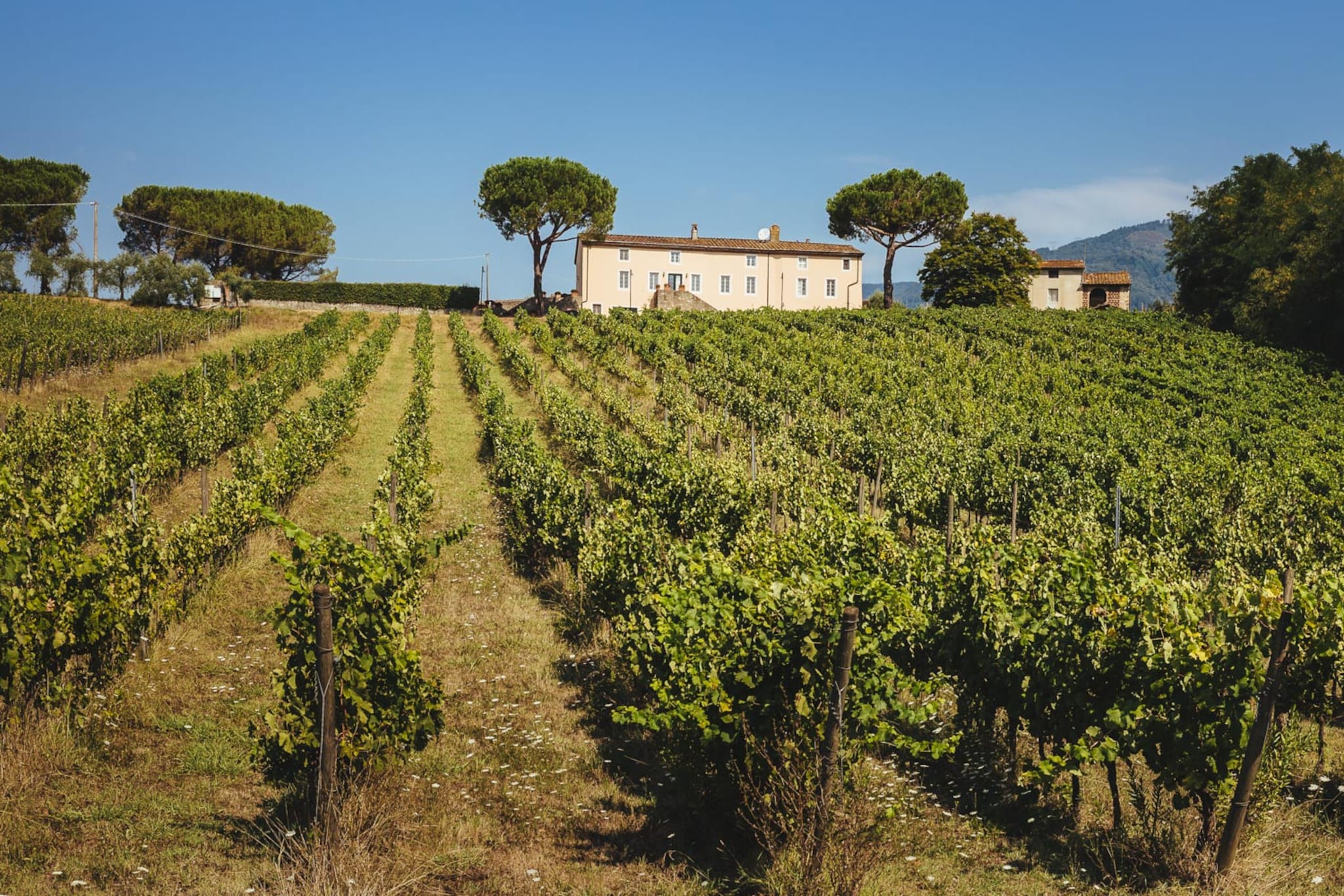 Fattoria Camigliano Wine Estate-Niet-getagd